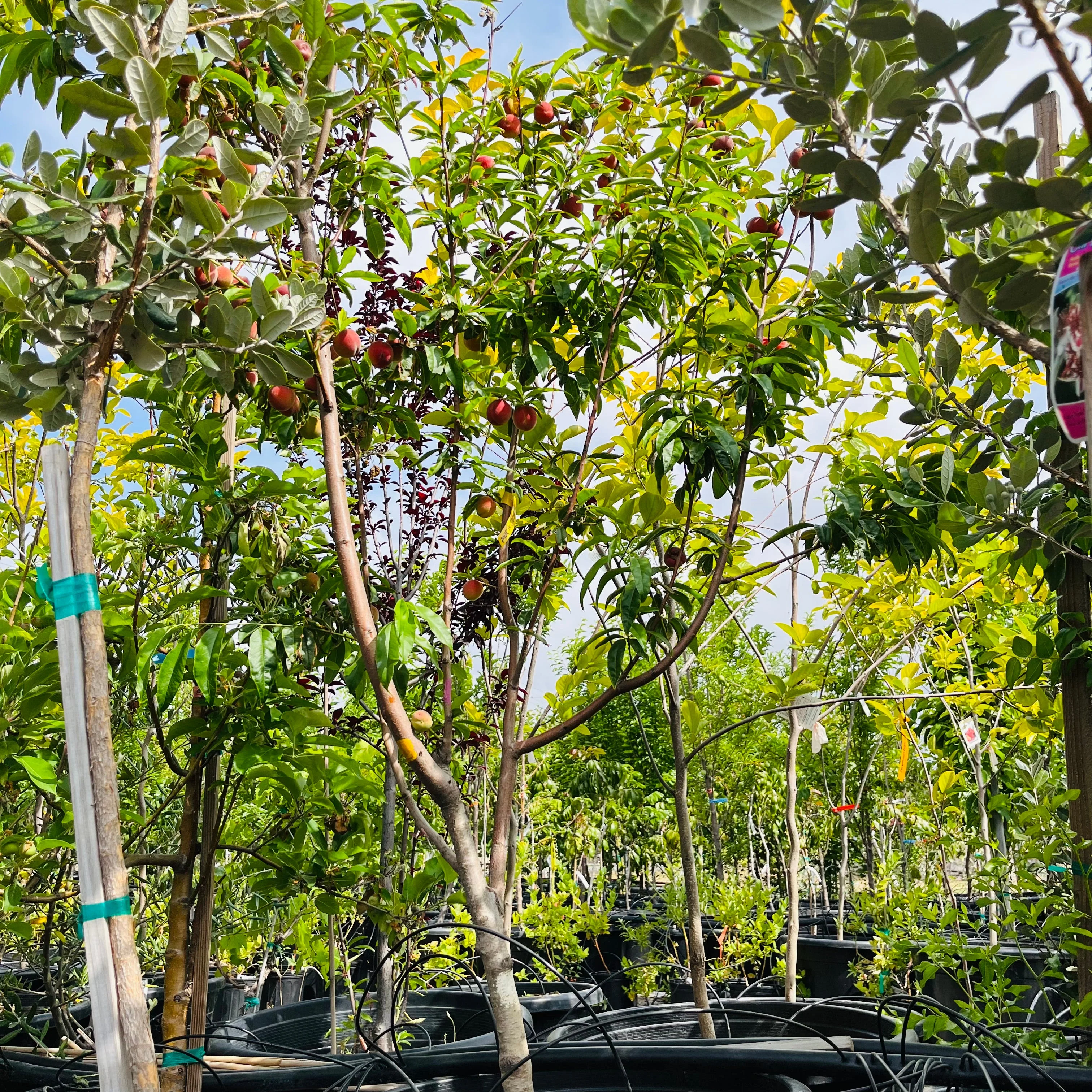 More-In-One Peach Tree - Image 2