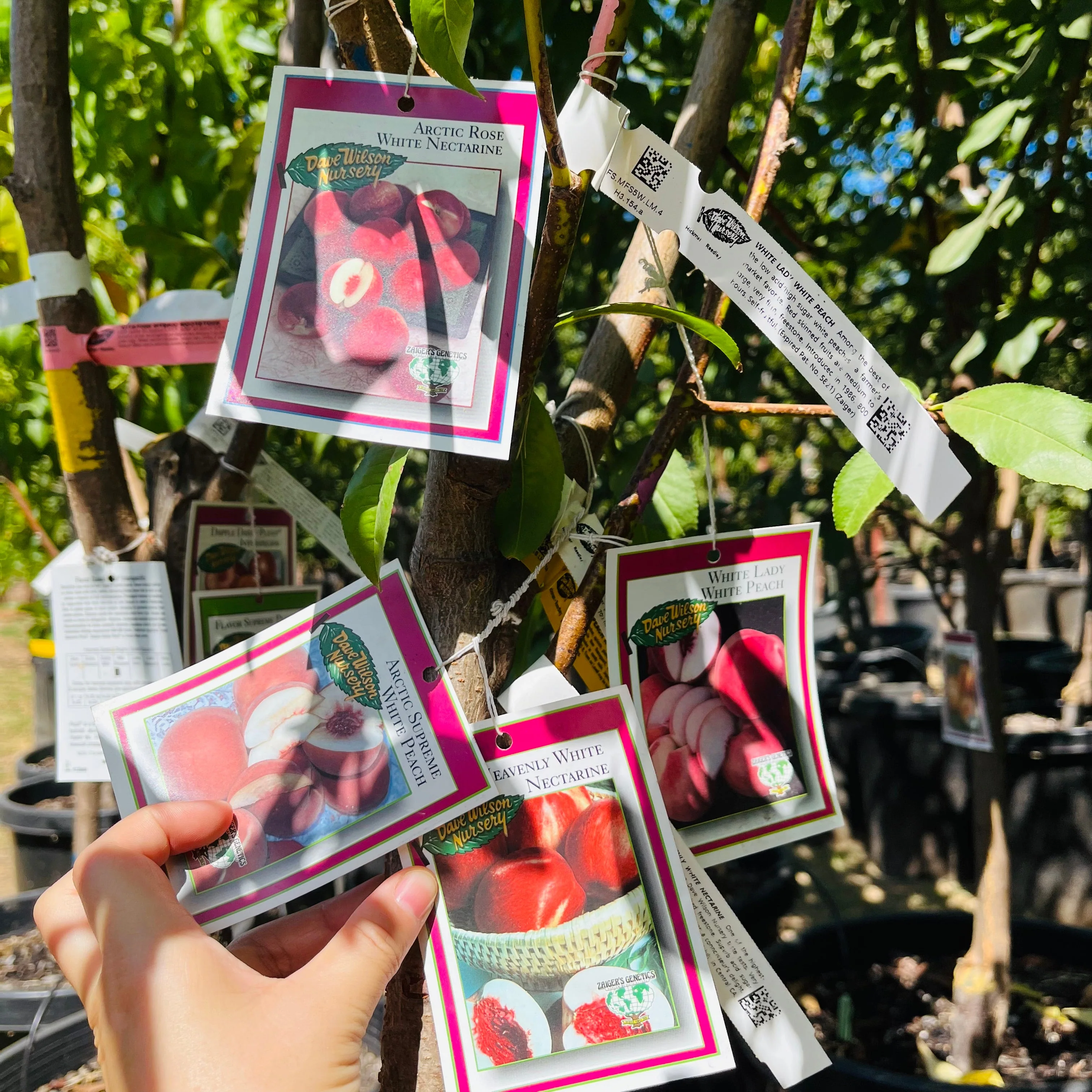 More-In-One Peach Tree - Image 3