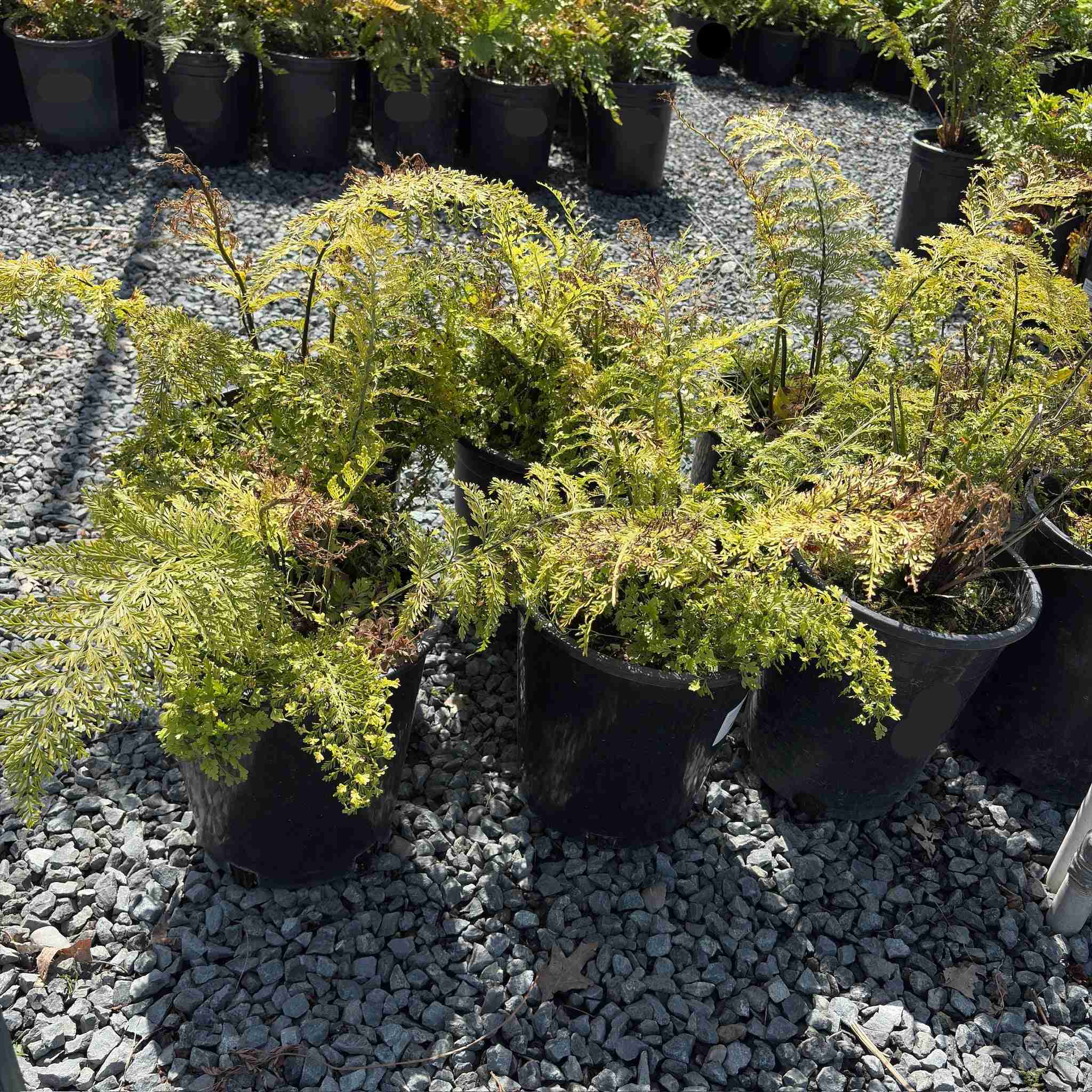 Mother Fern - Image 3