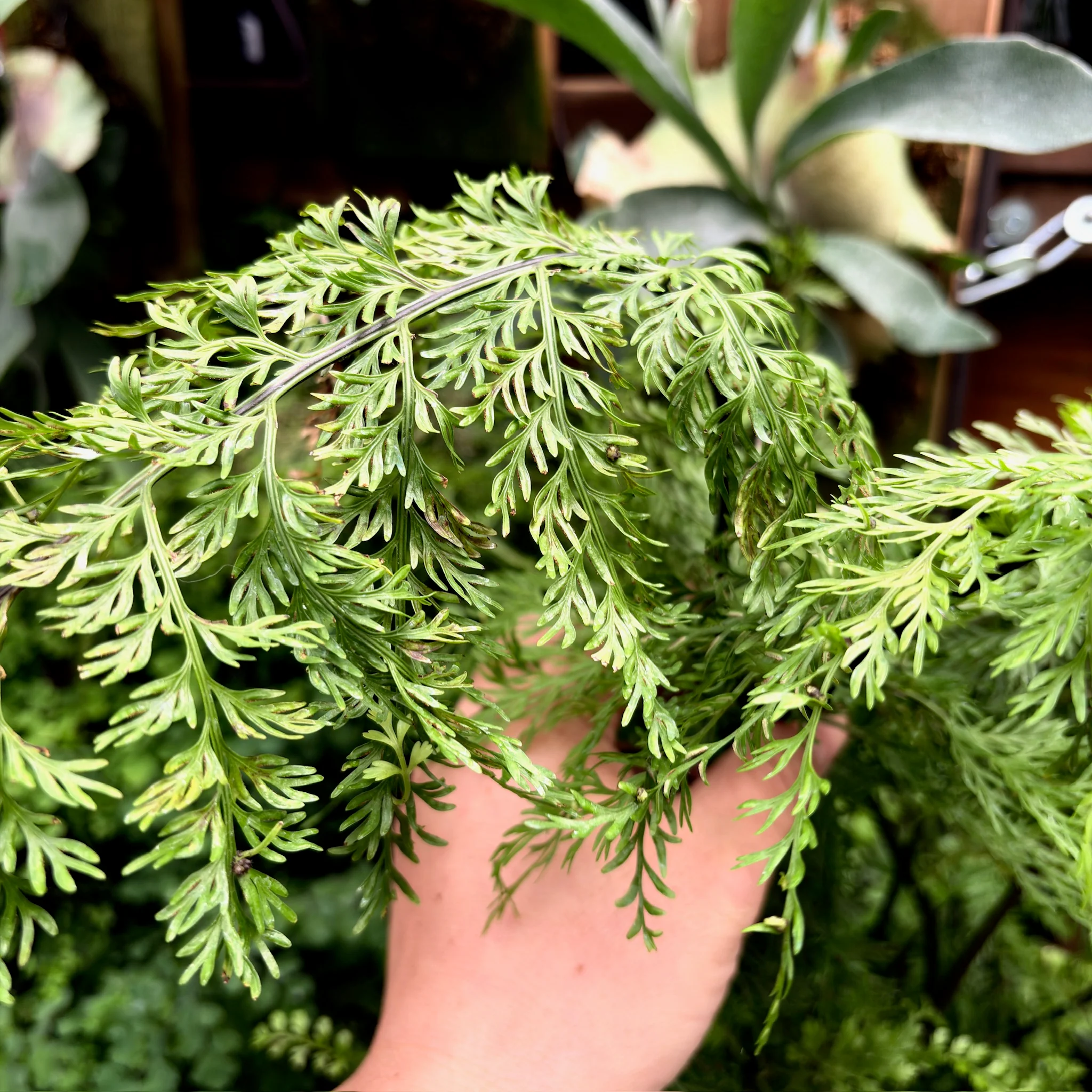 Mother Fern - Image 2