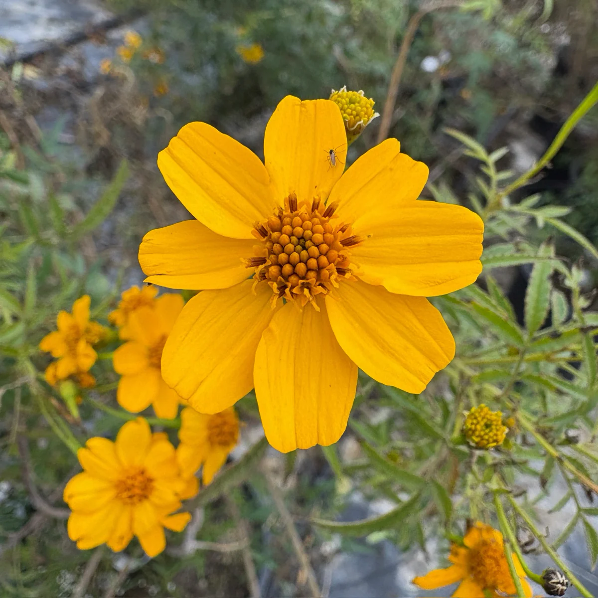 Mountan Marigold - Image 1