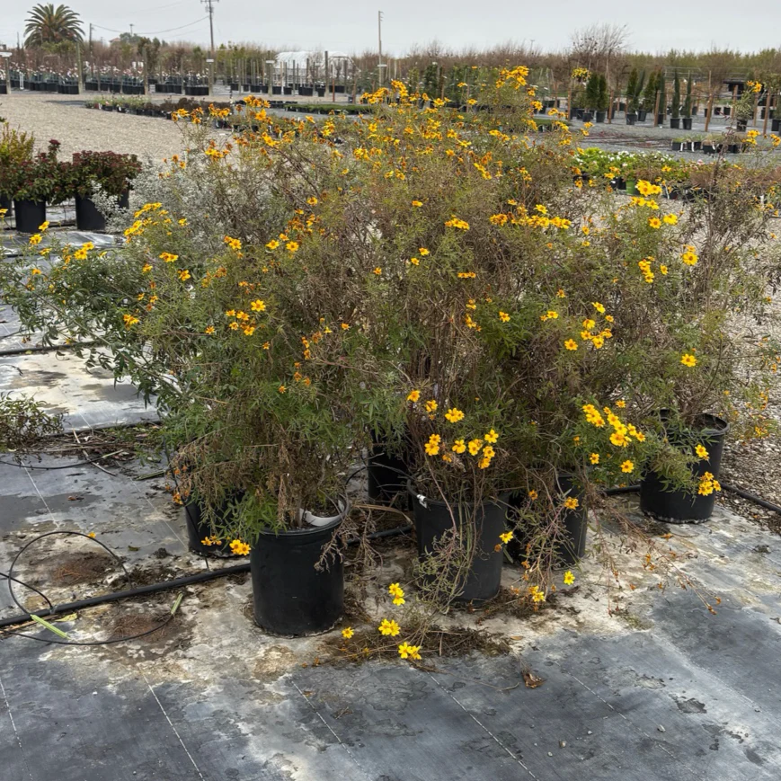 Mountan Marigold - Image 2