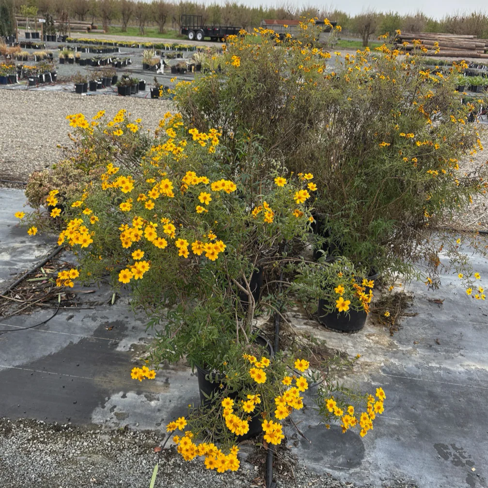 Mountan Marigold - Image 3