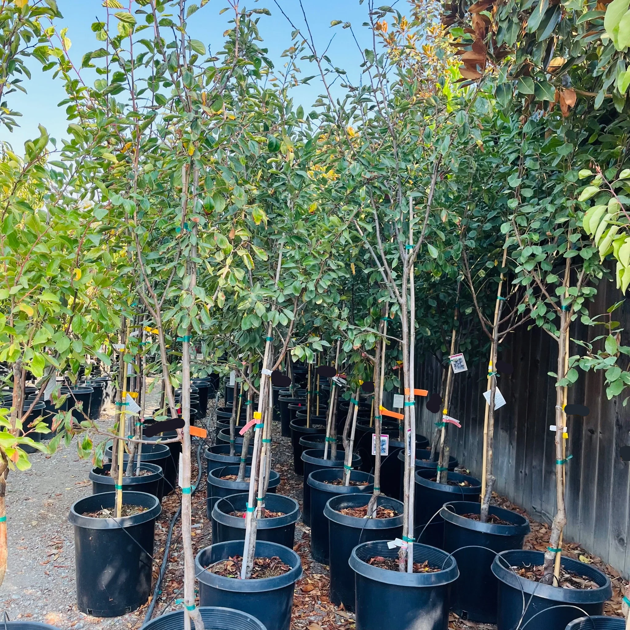 Mproved French Prune - Image 1