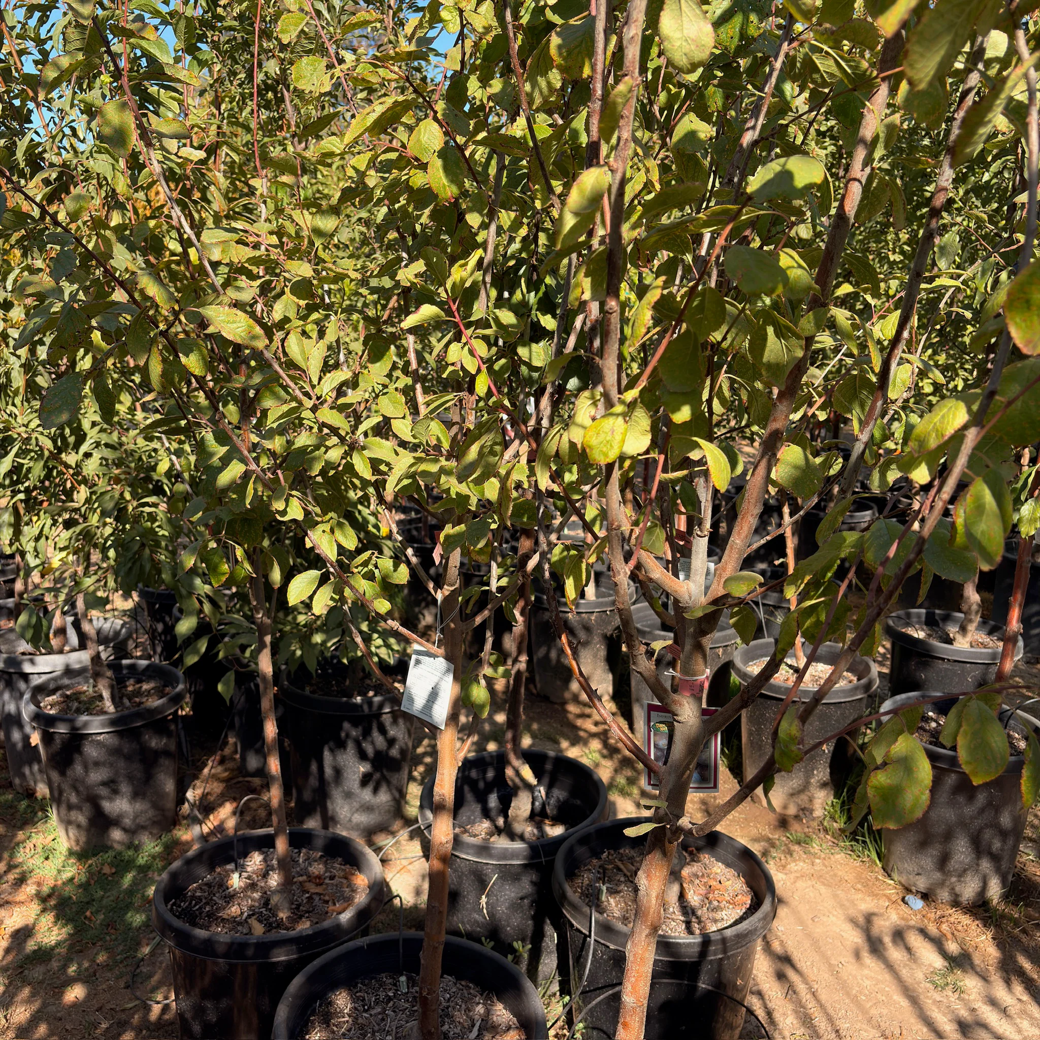 Mproved French Prune - Image 3