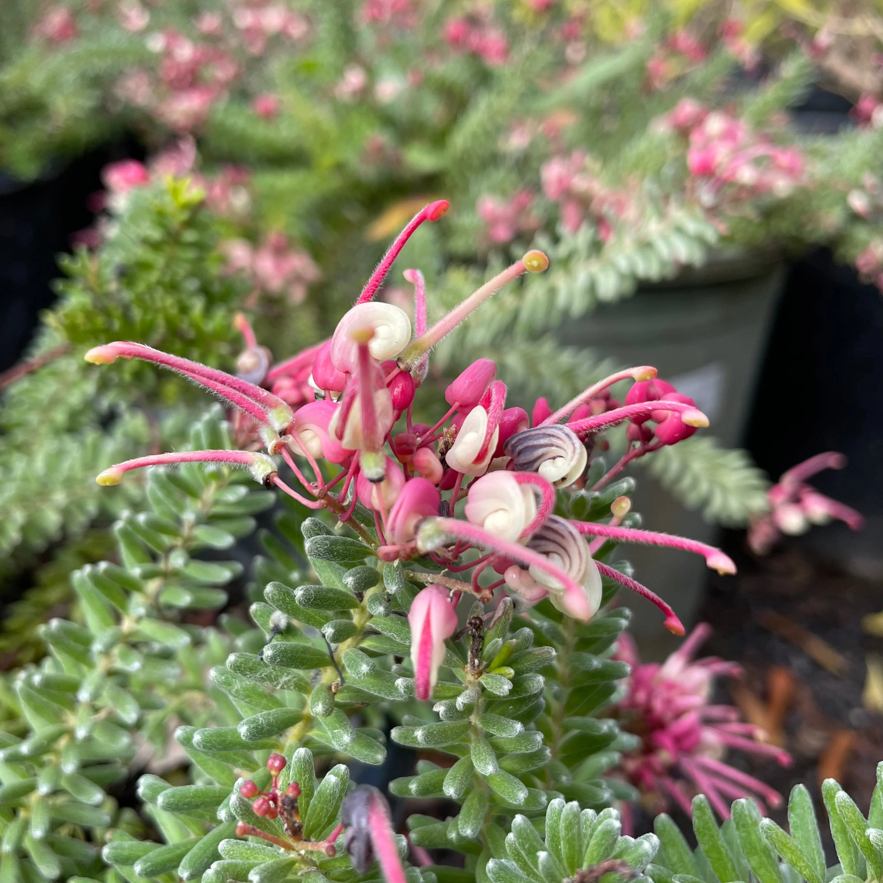 Mt. Tamboritha Woolly Grevillea - Image 1