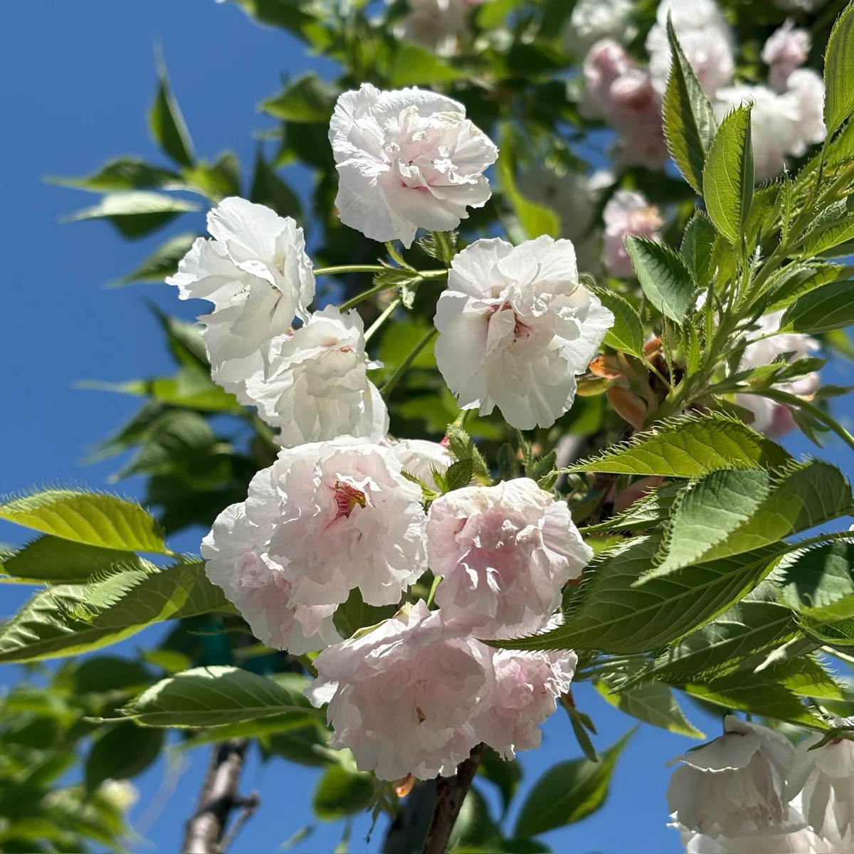 Mt. Fuji Flowering Cherry - Image 3