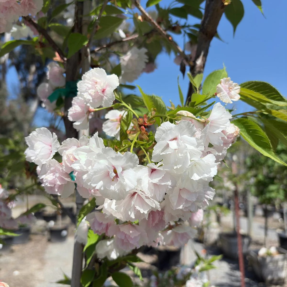 Mt. Fuji Flowering Cherry - Image 1