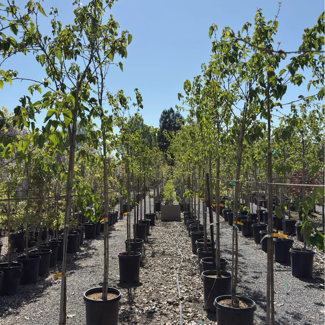 Mulberry Fruitless - Image 1