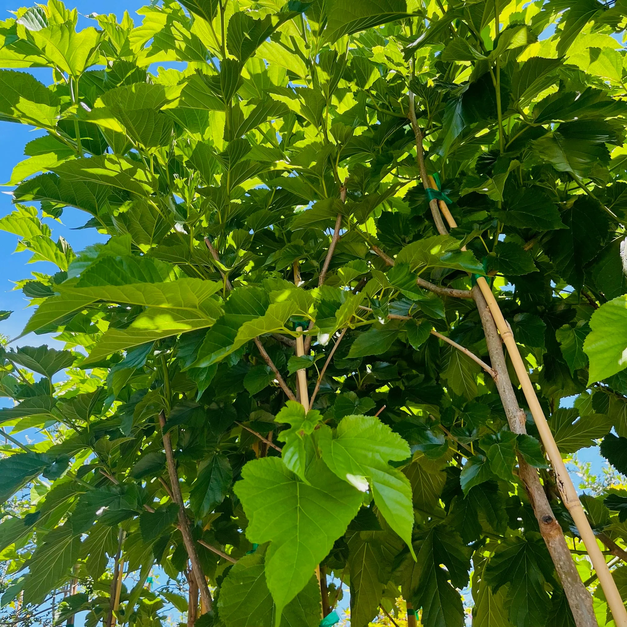 Mulberry Fruitless - Image 2