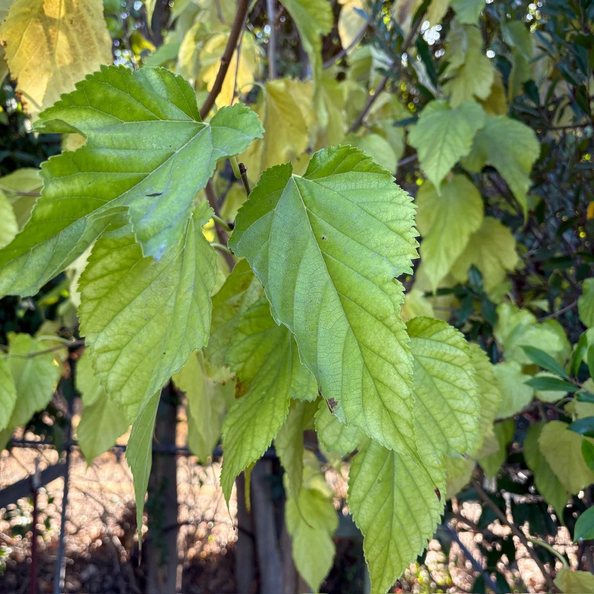 Mulberry Fruitless - Image 3