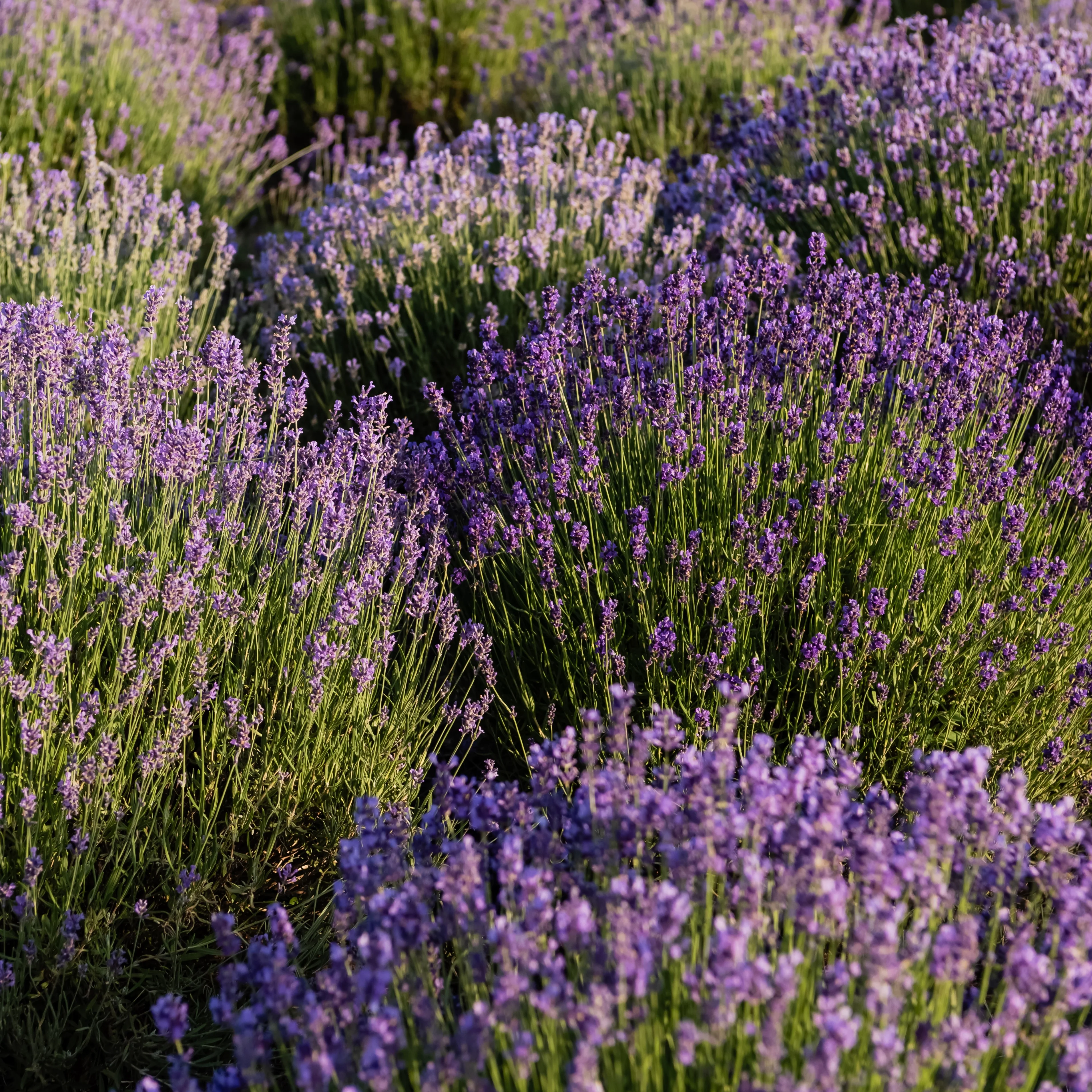Munstead English Lavender