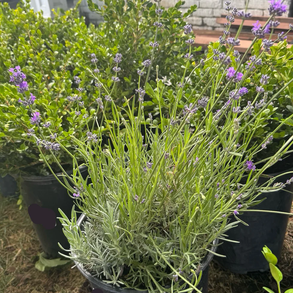 Munstead English Lavender - Image 2
