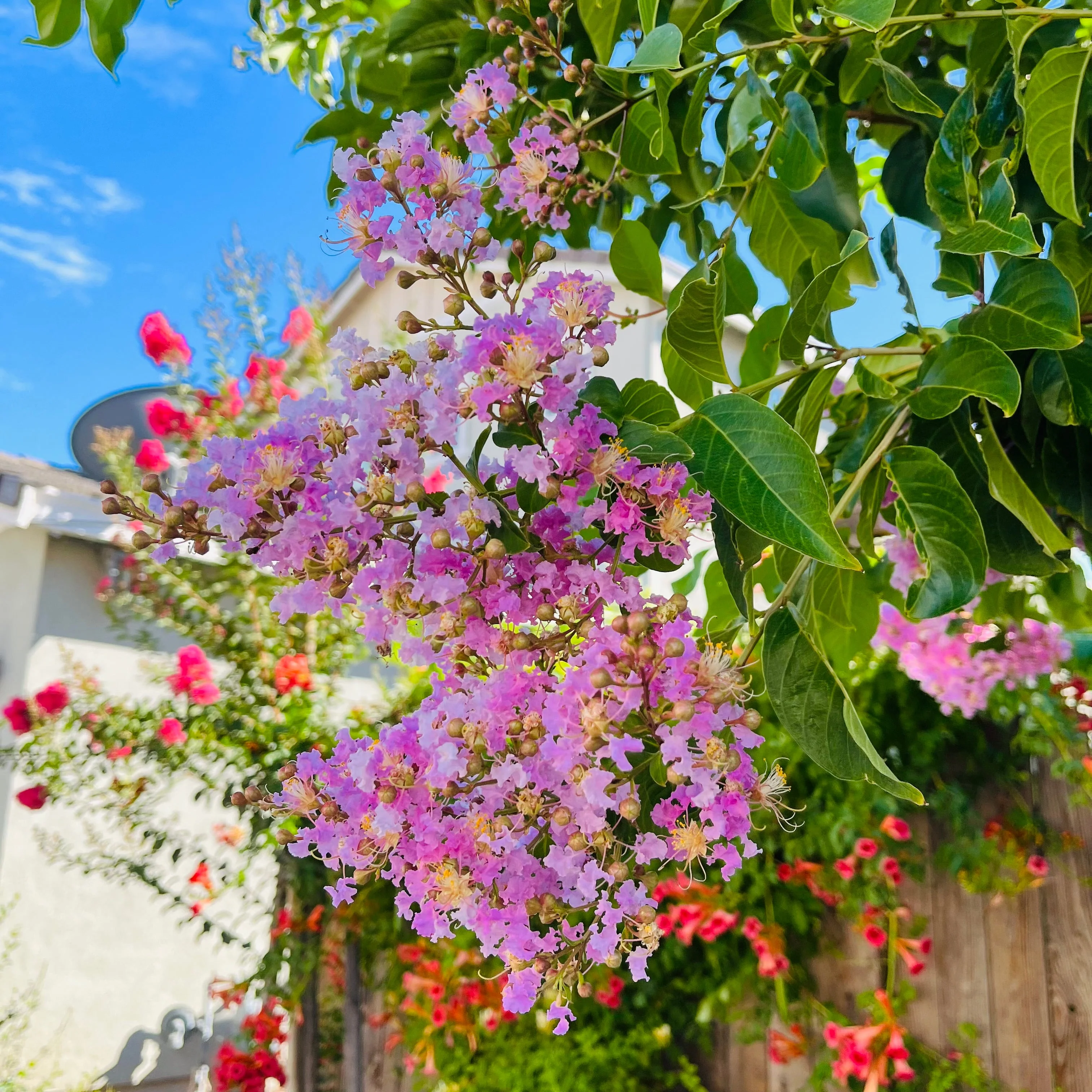 Muskogee Crape Myrtle - Image 2