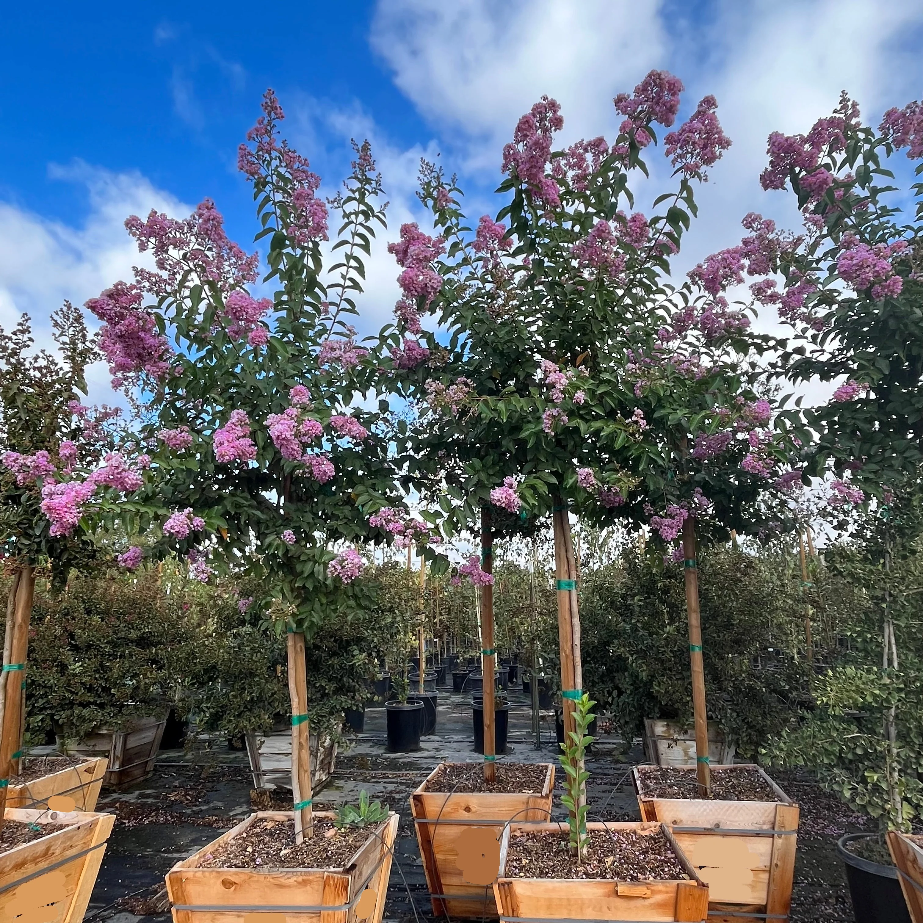 Muskogee Crape Myrtle - Image 3
