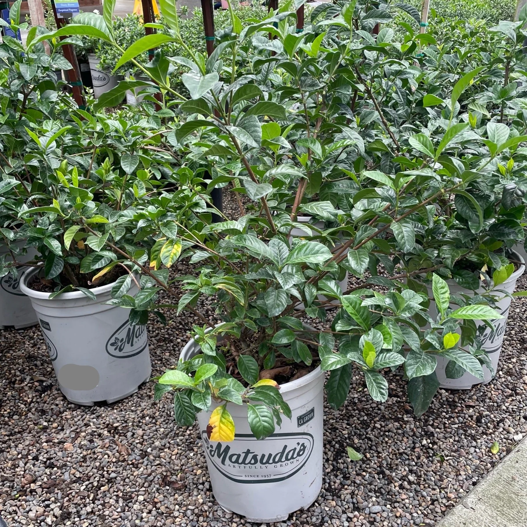 Mystery Gardenia - Image 3