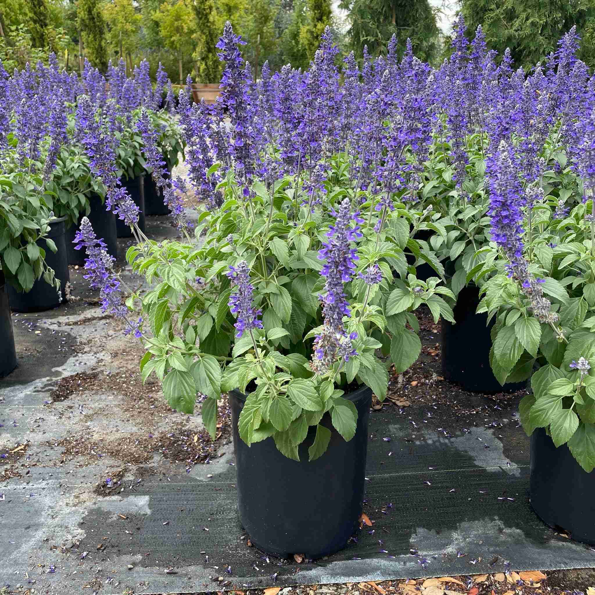 Mystic Spires Blue Sage - Image 2