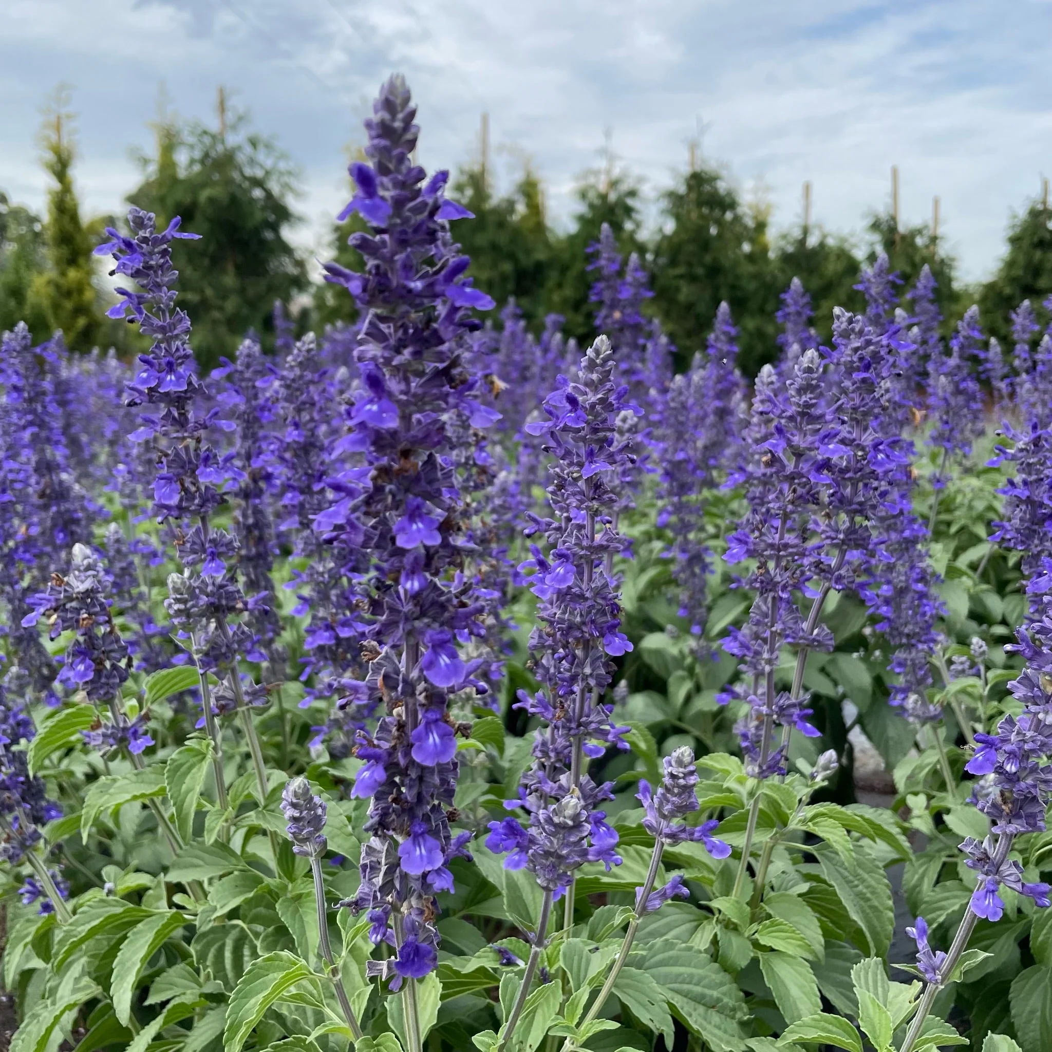 Mystic Spires Blue Sage