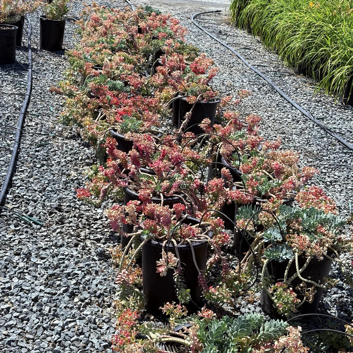Myttle Spurge
