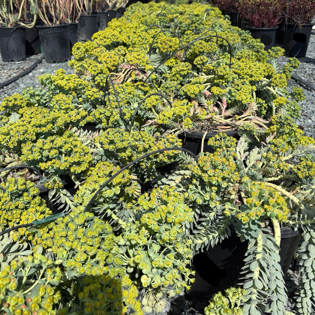 Myttle Spurge - Image 2