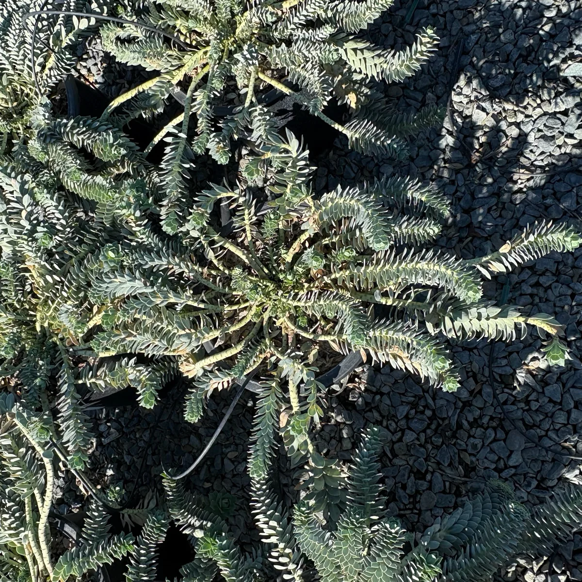 Myttle Spurge - Image 3