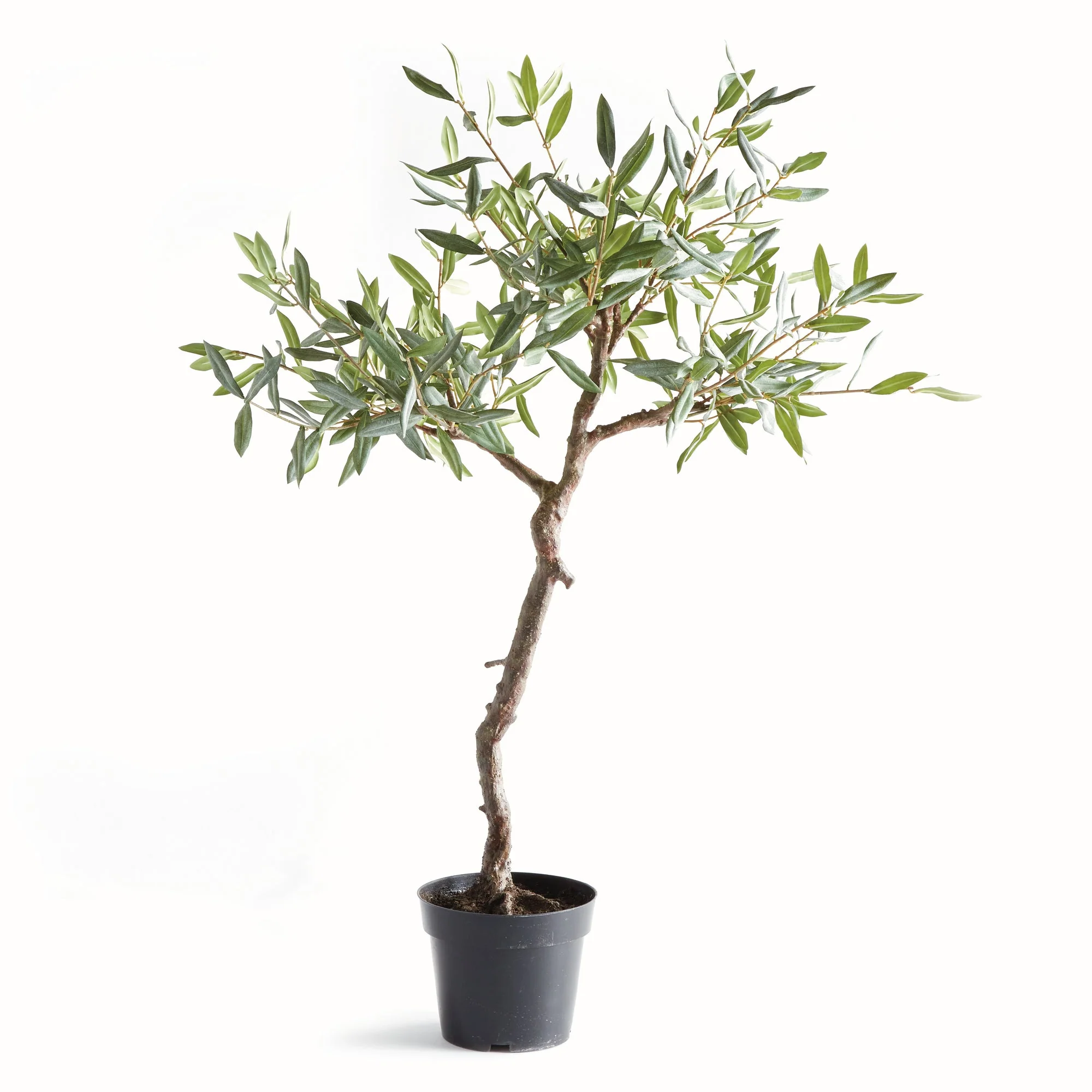 Olive Tree Drop In