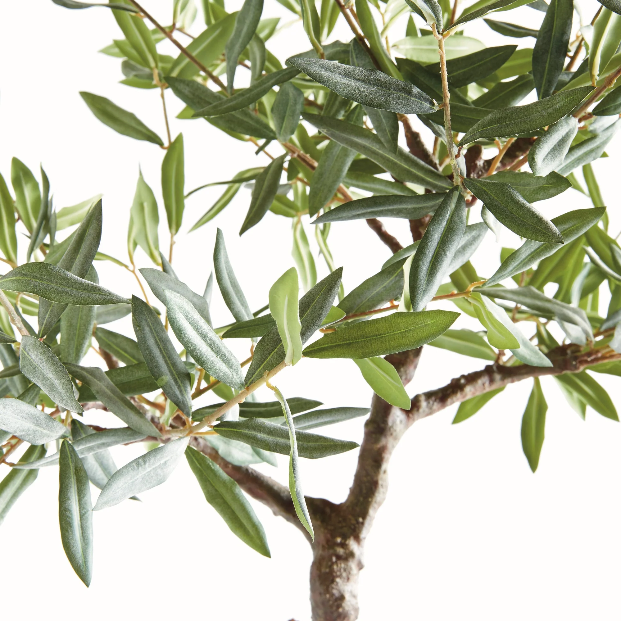Olive Tree Drop In - Image 2