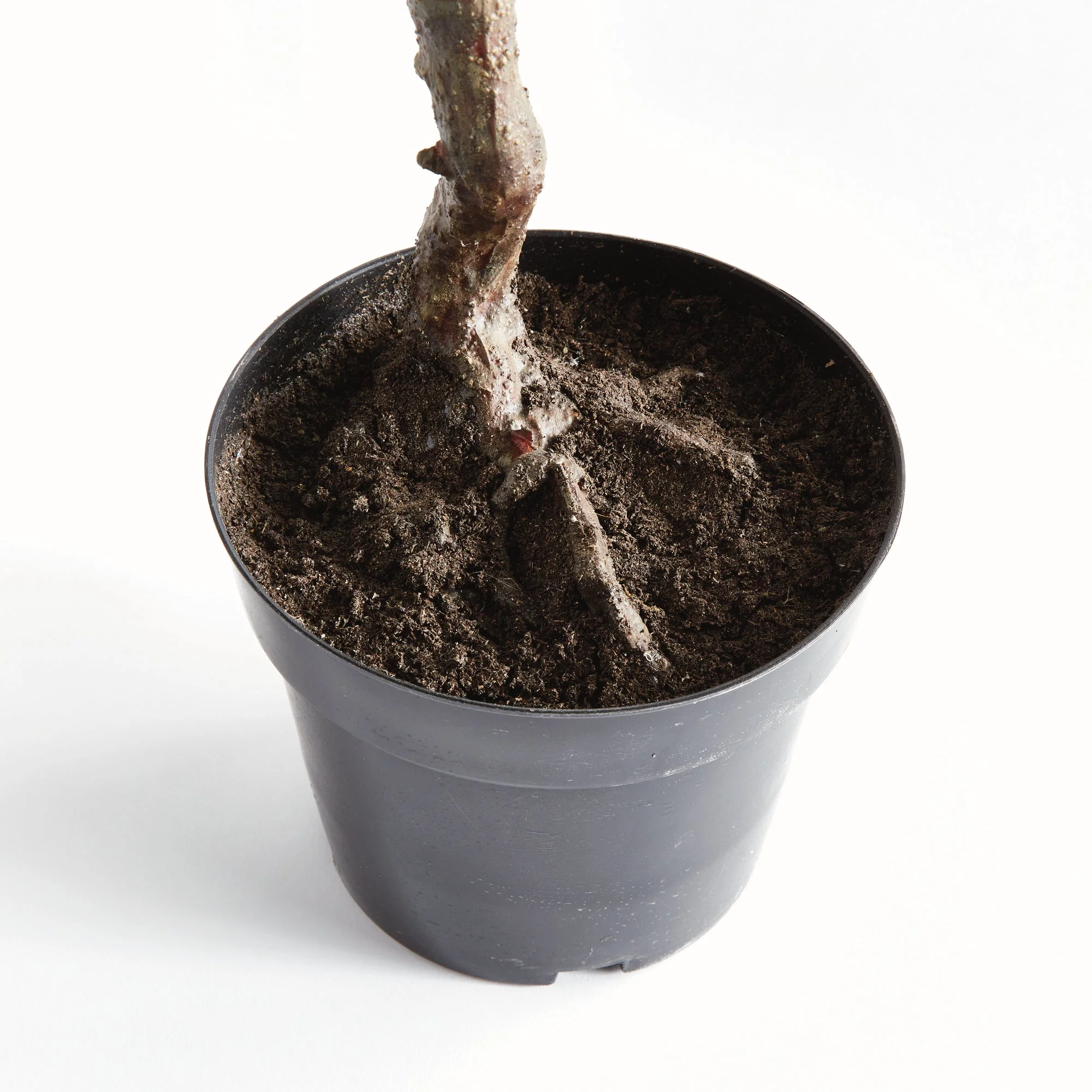 Olive Tree Drop In - Image 3