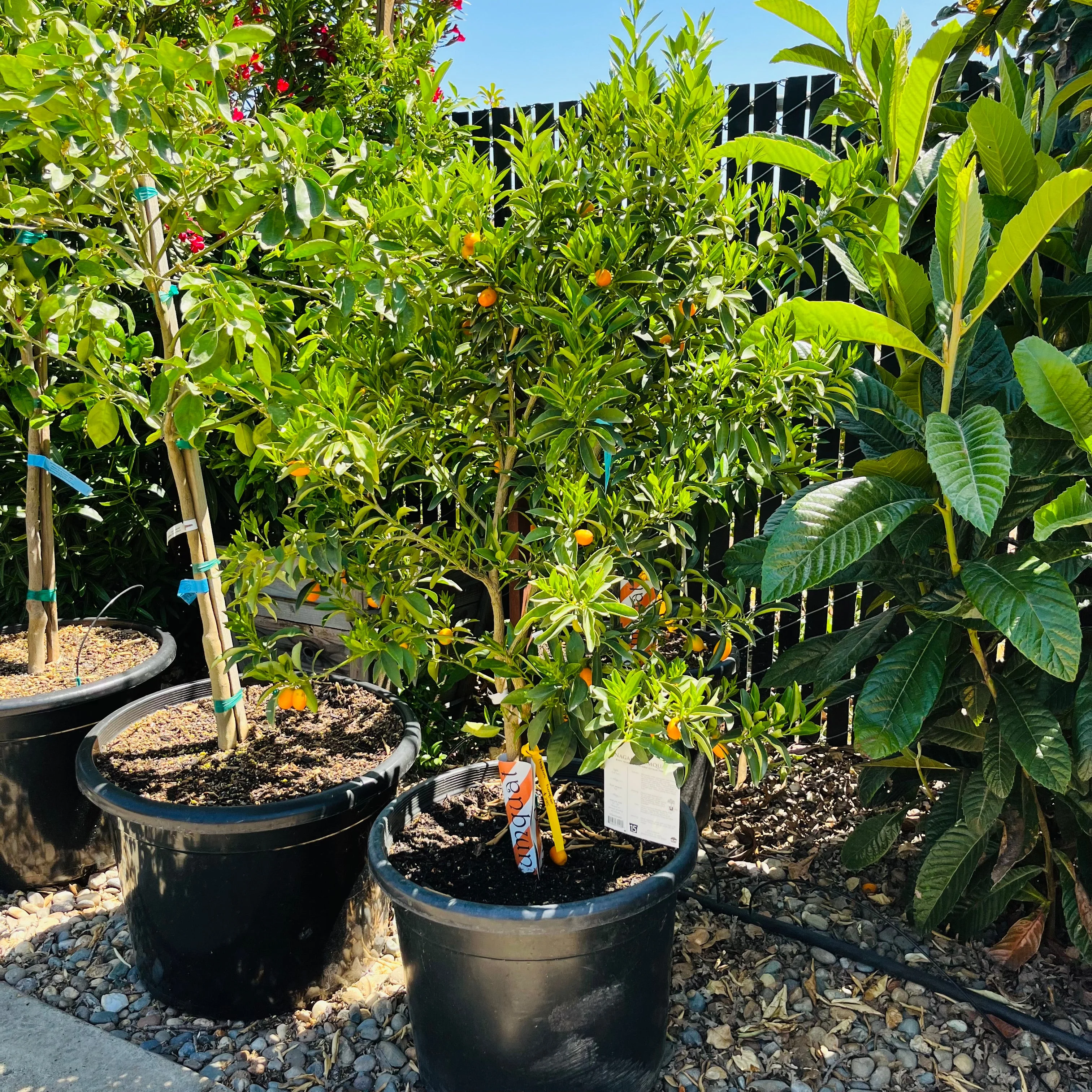 Nagami Kumquat - Image 2