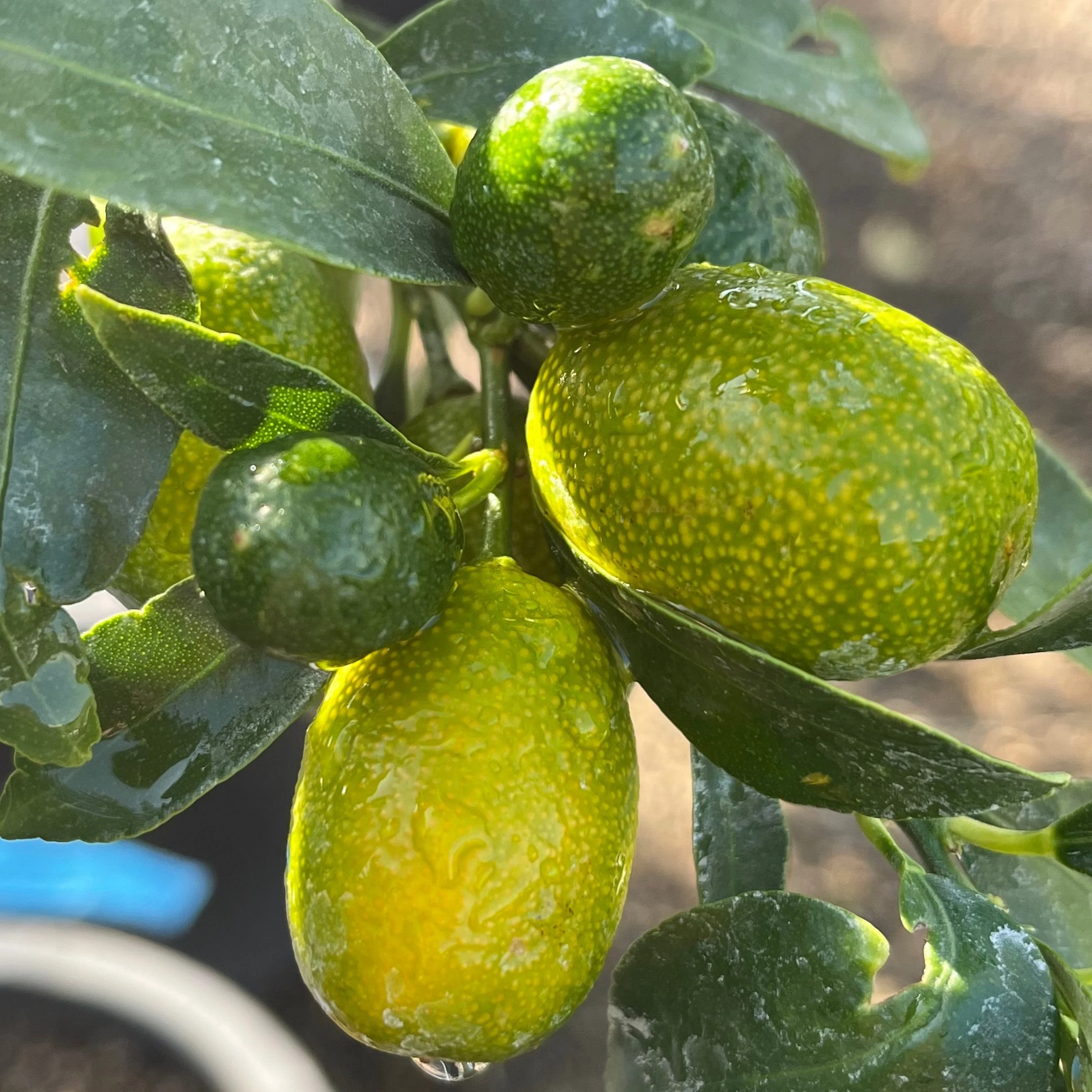 Nagami Kumquat - Image 3