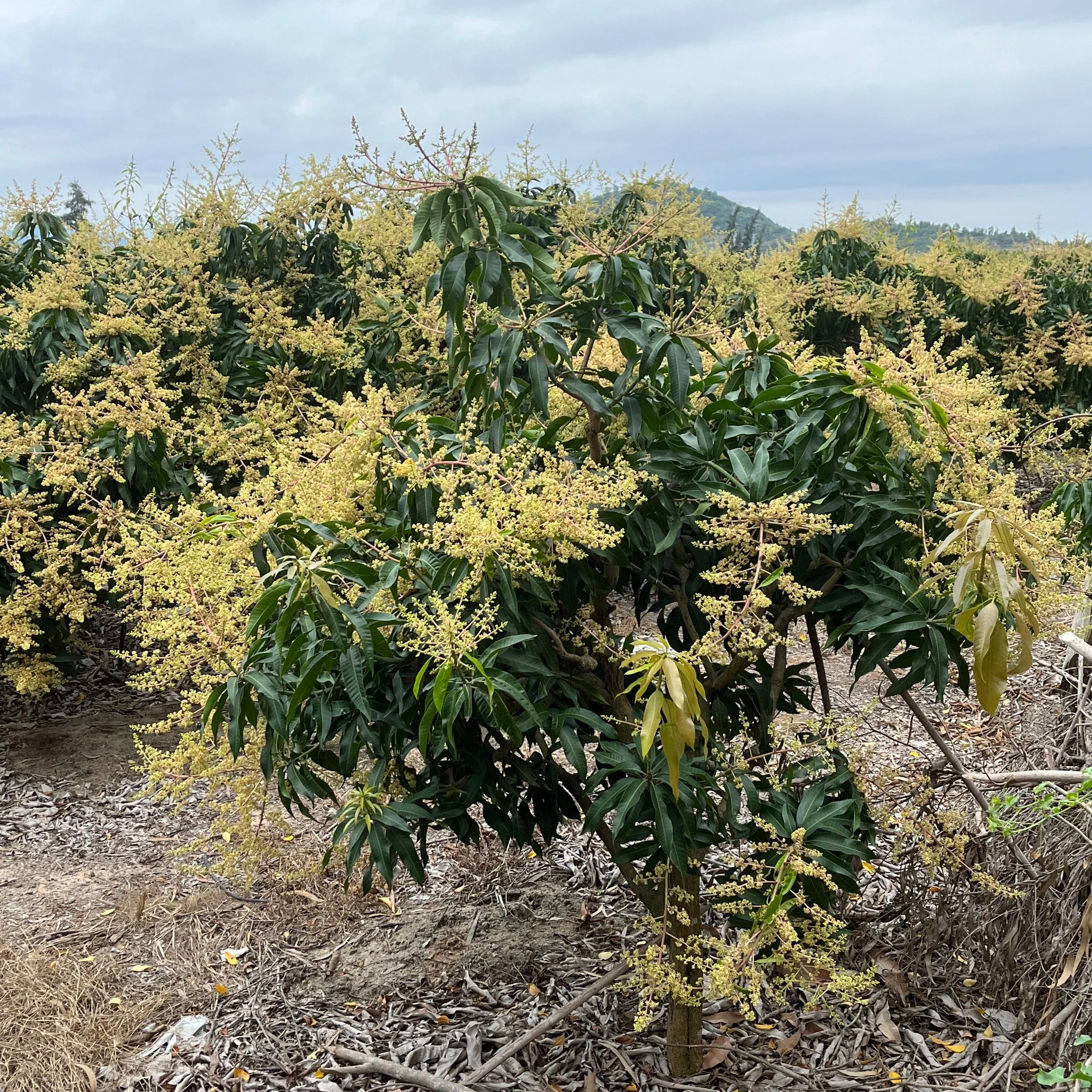 Nam Doc Mai Mango Tree