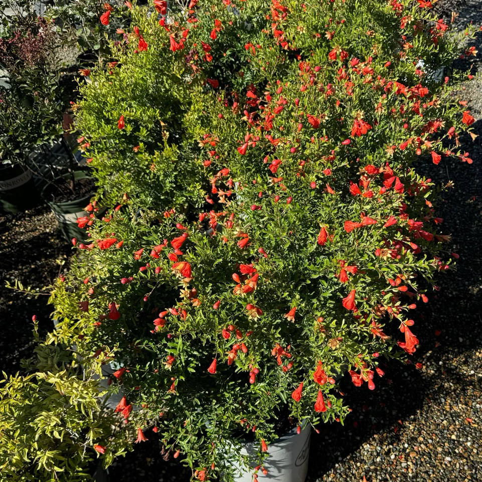 Nana Pomegranate - Image 1