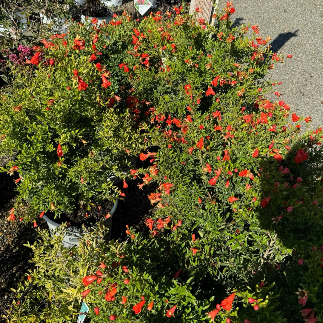 Nana Pomegranate - Image 2