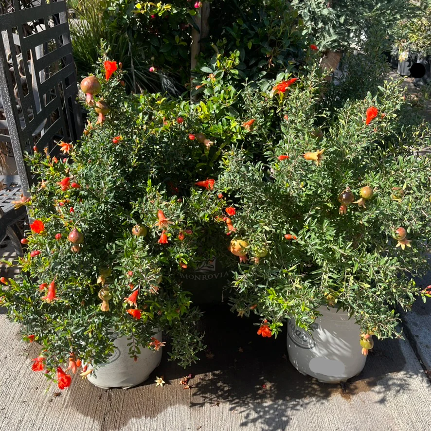 Nana Pomegranate - Image 3