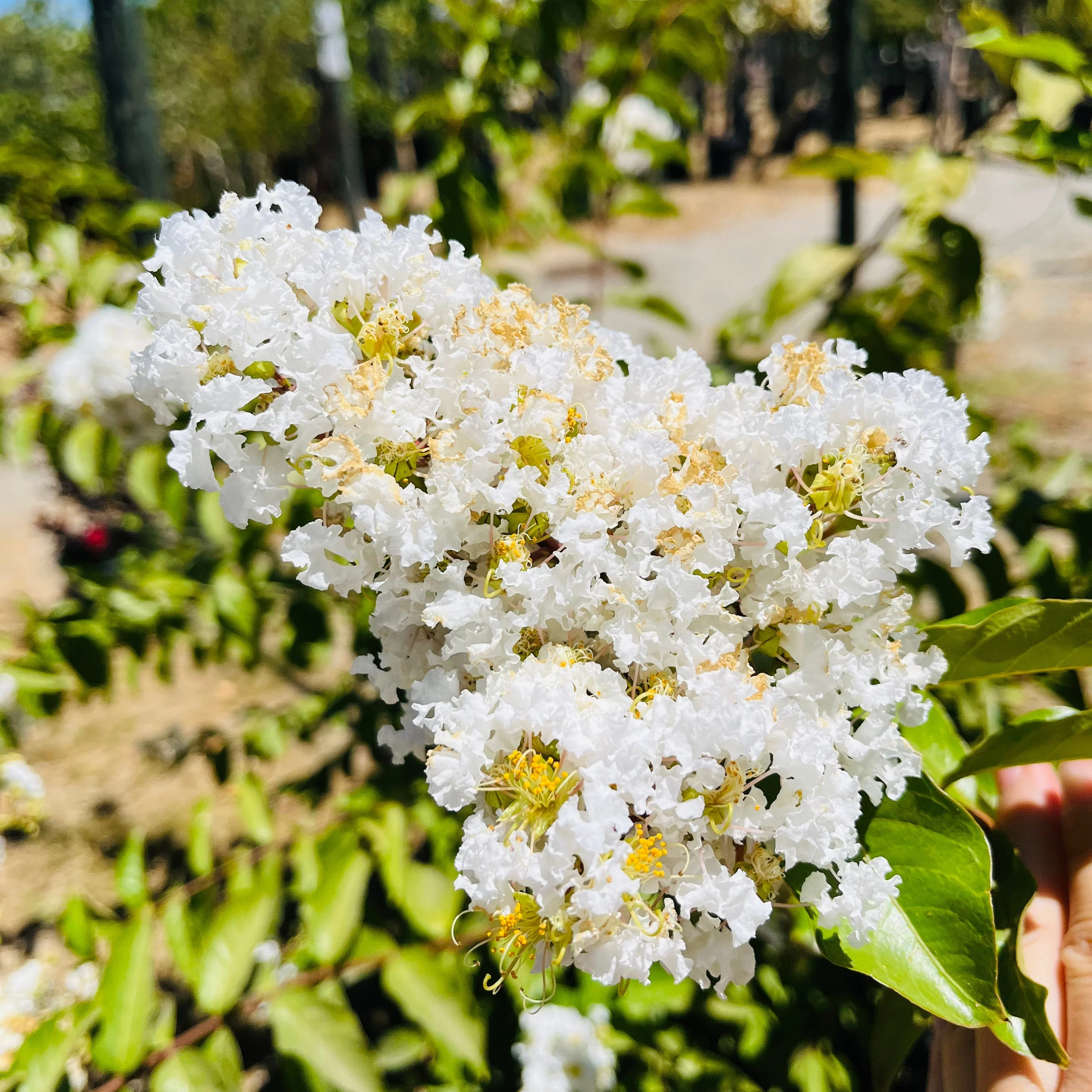 Natchez Crape Myrtle - Image 2