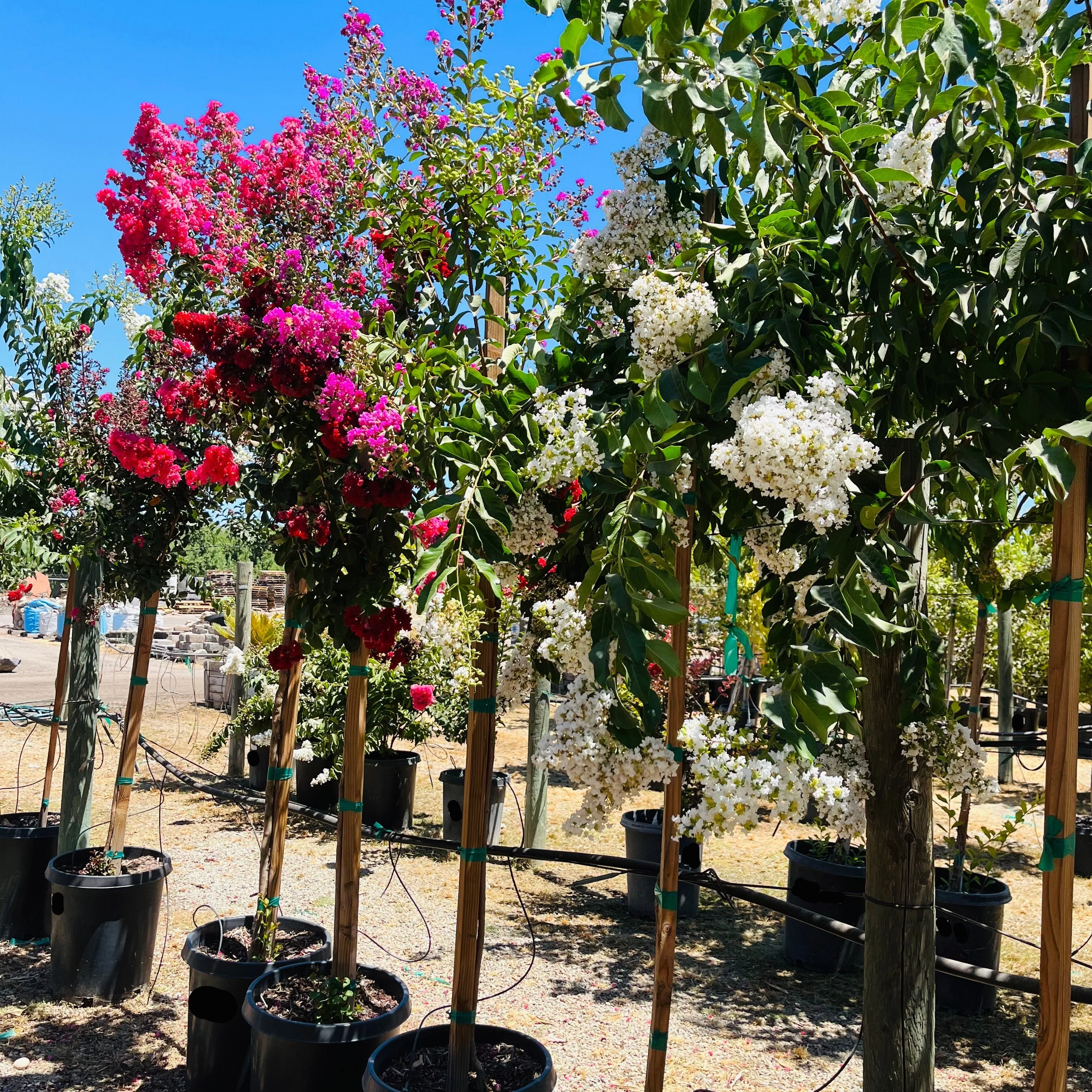 Natchez Crape Myrtle - Image 3