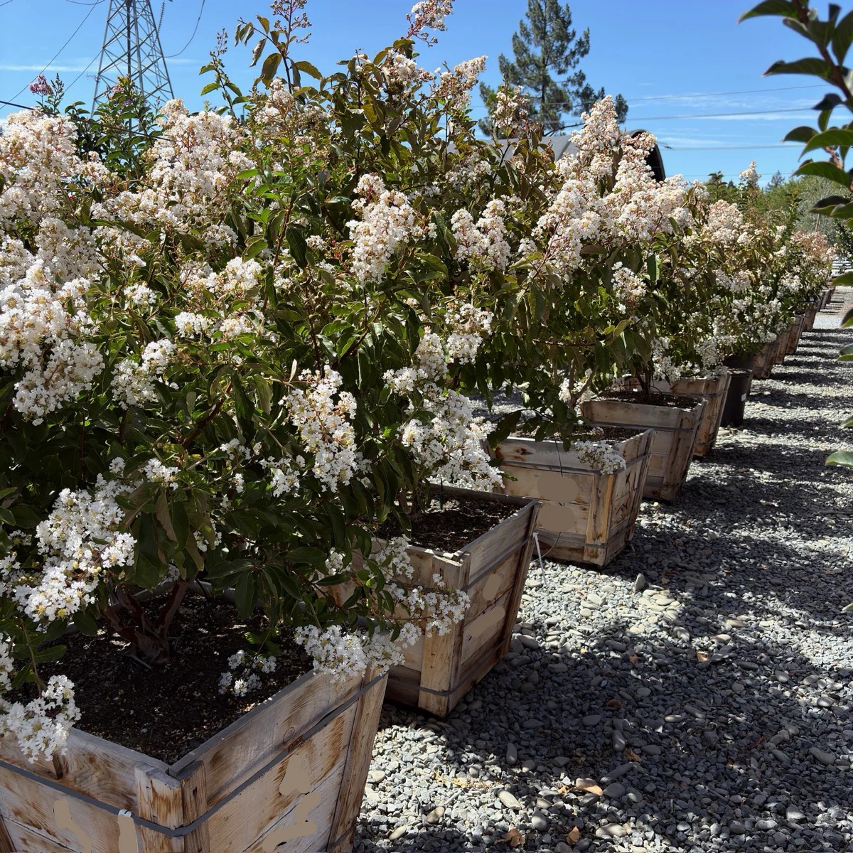 Natchez Crape Myrtle - Image 1
