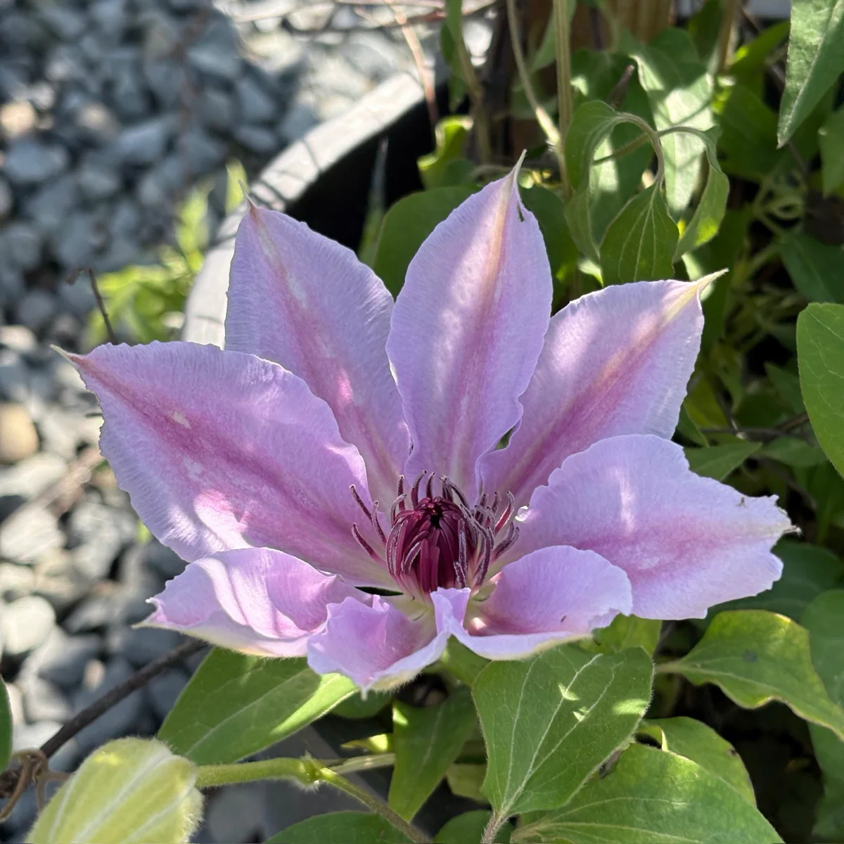 Nelly Moser Clematis - Image 1