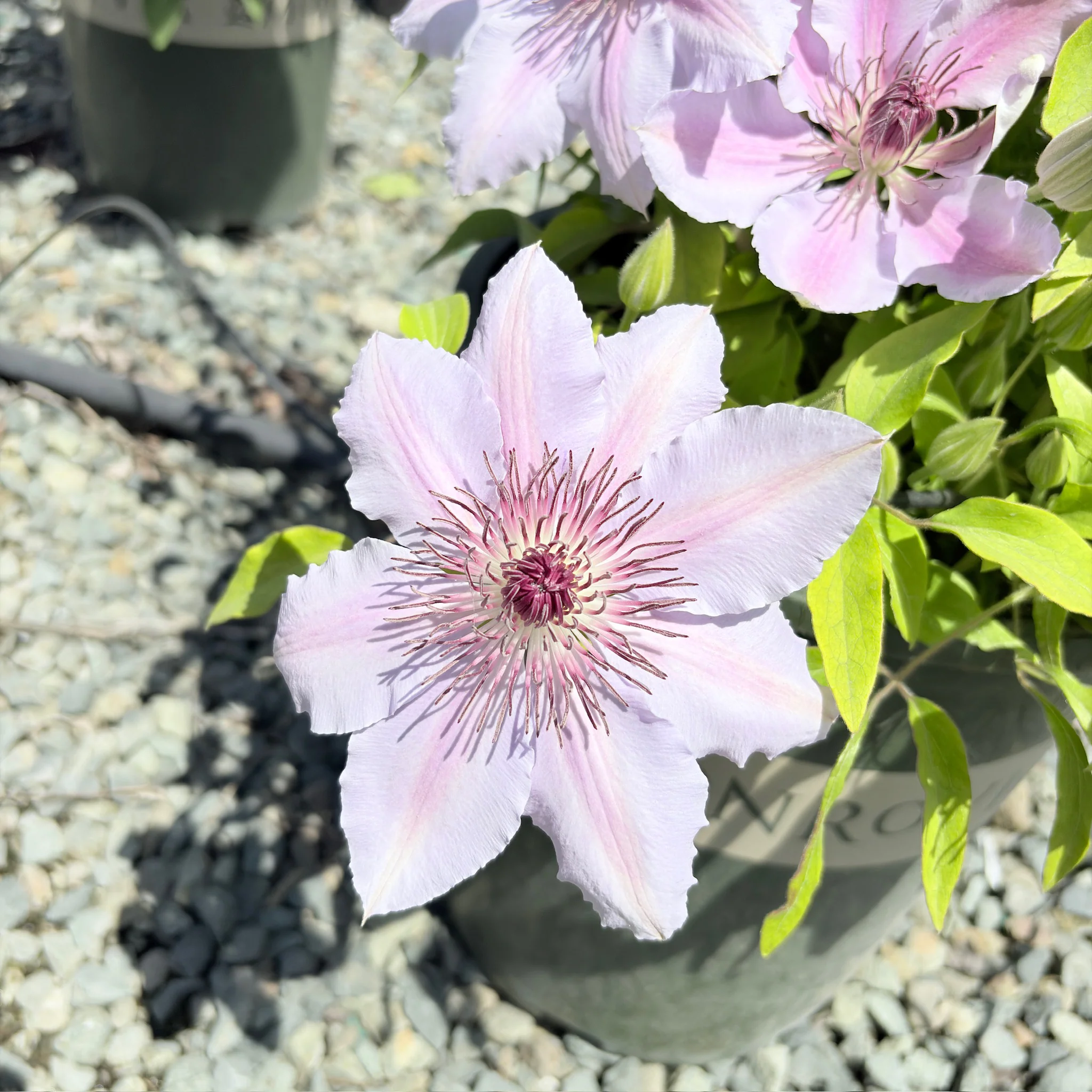 Nelly Moser Clematis - Image 2