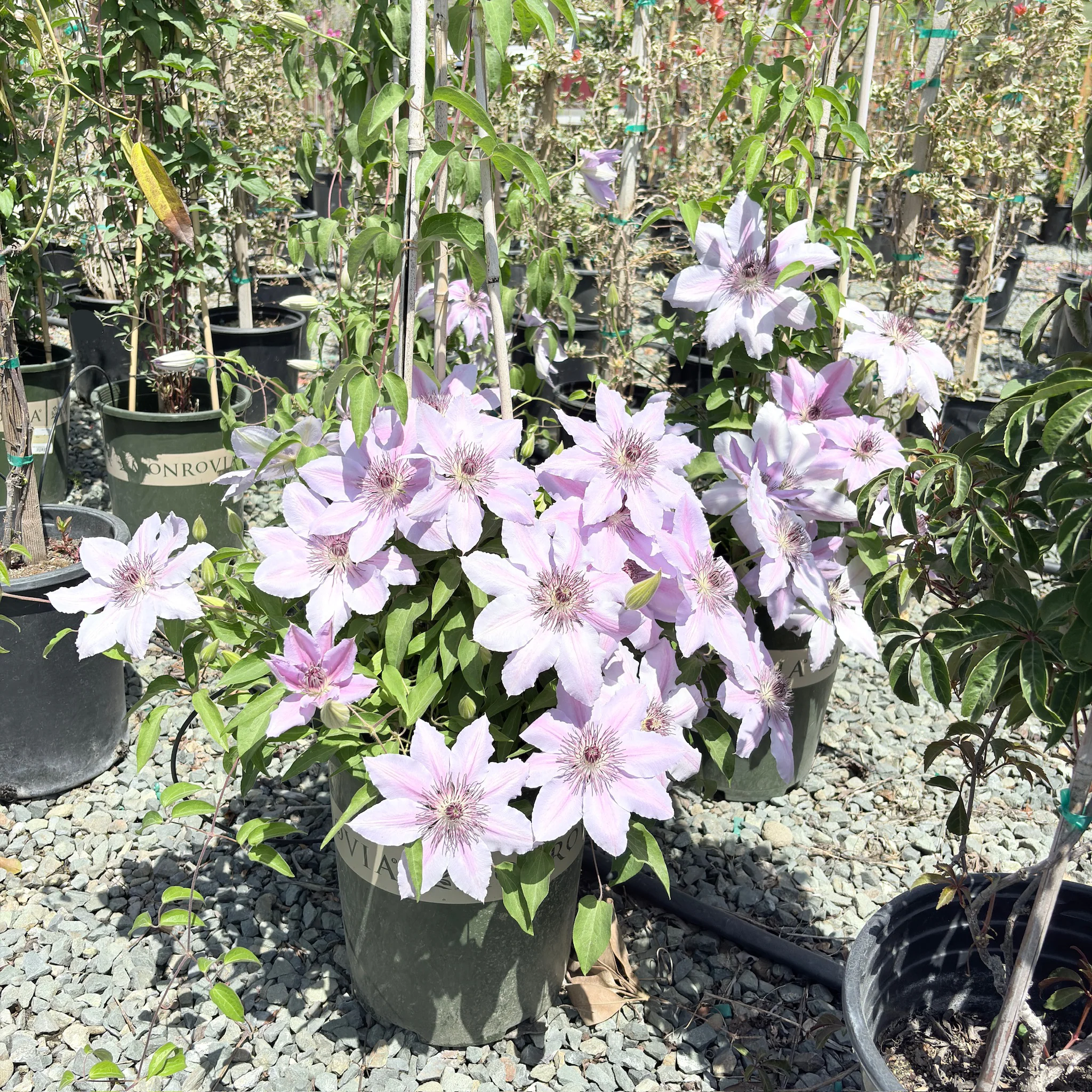 Nelly Moser Clematis - Image 3