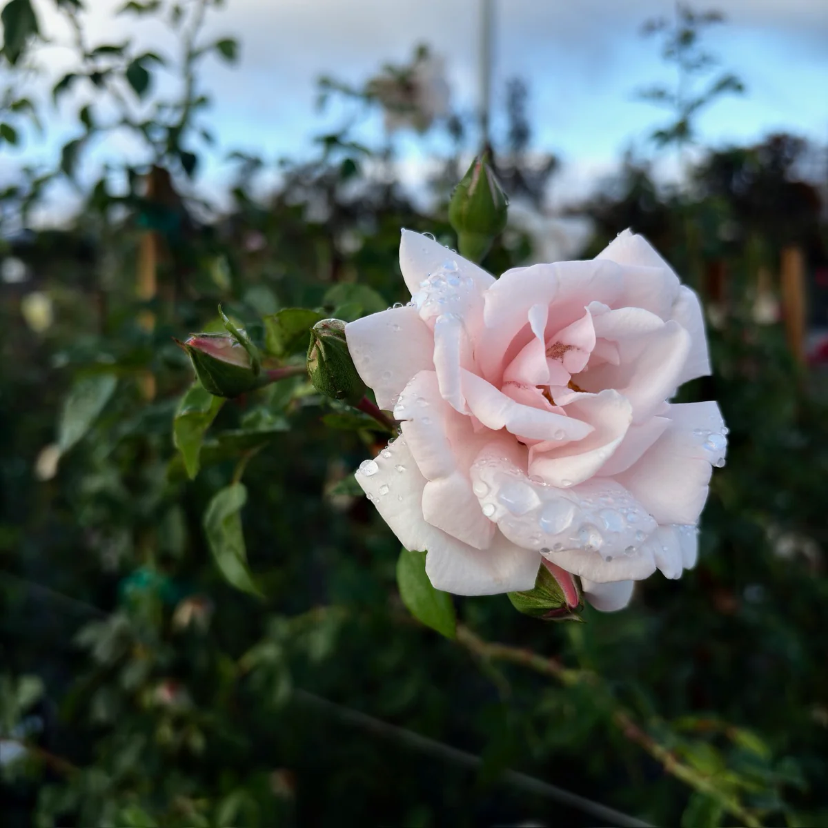 New Dawn Climbing Rose - Image 1