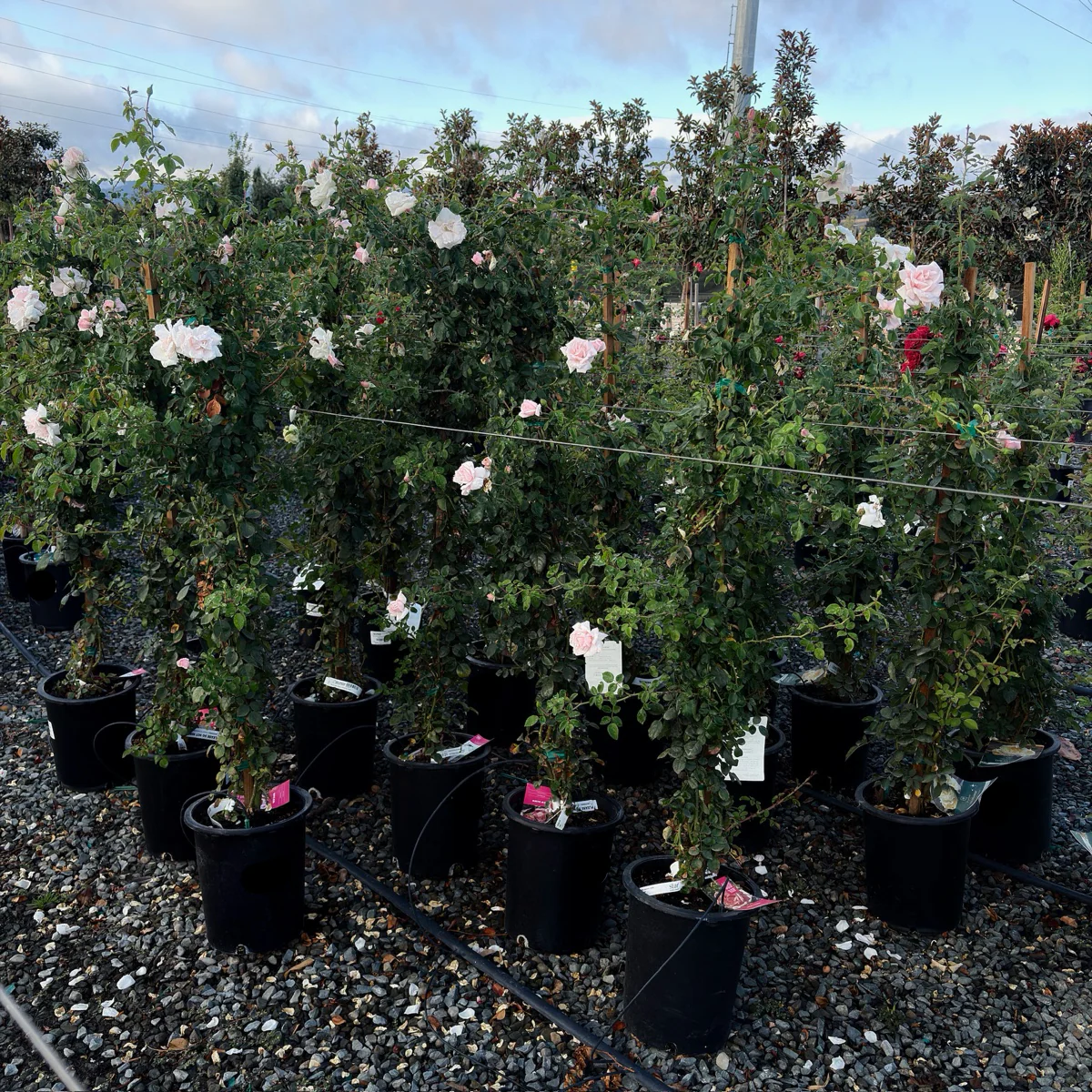 New Dawn Climbing Rose - Image 2