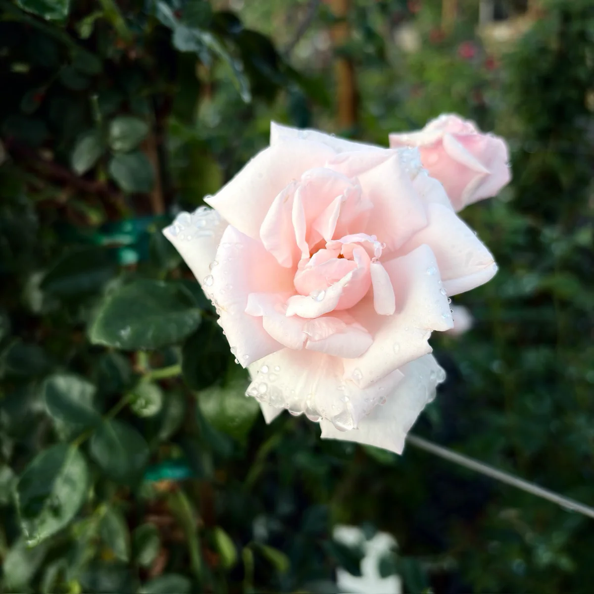 New Dawn Climbing Rose - Image 3