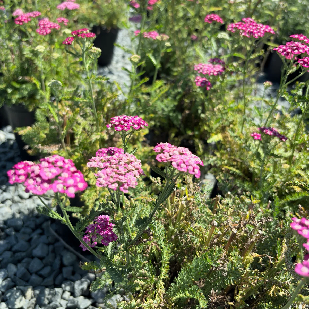 New Vintage Common Yarrow - Image 3