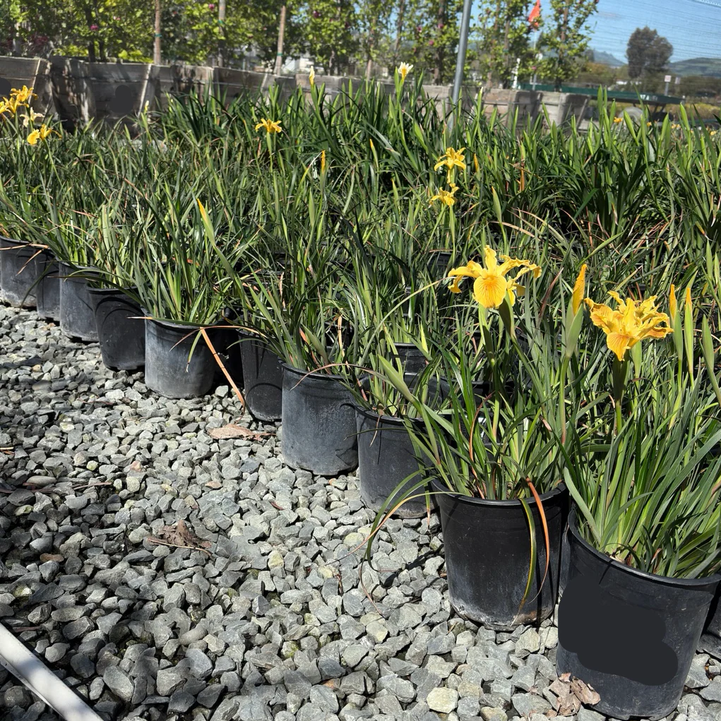New Yellow Pacific Coast Iris - Image 1