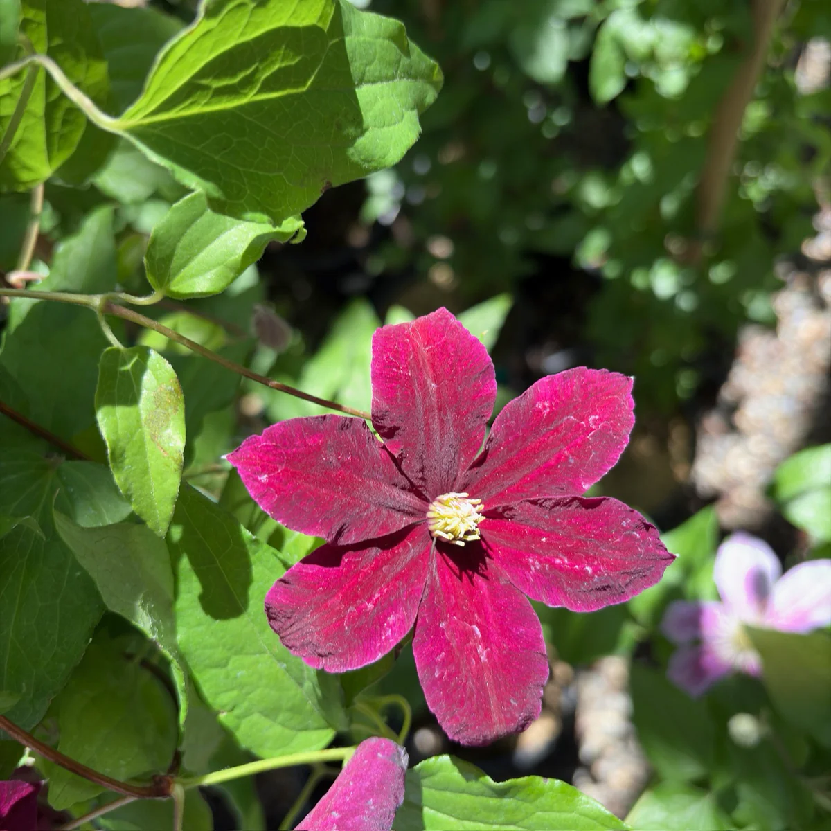 Niobe Clematis