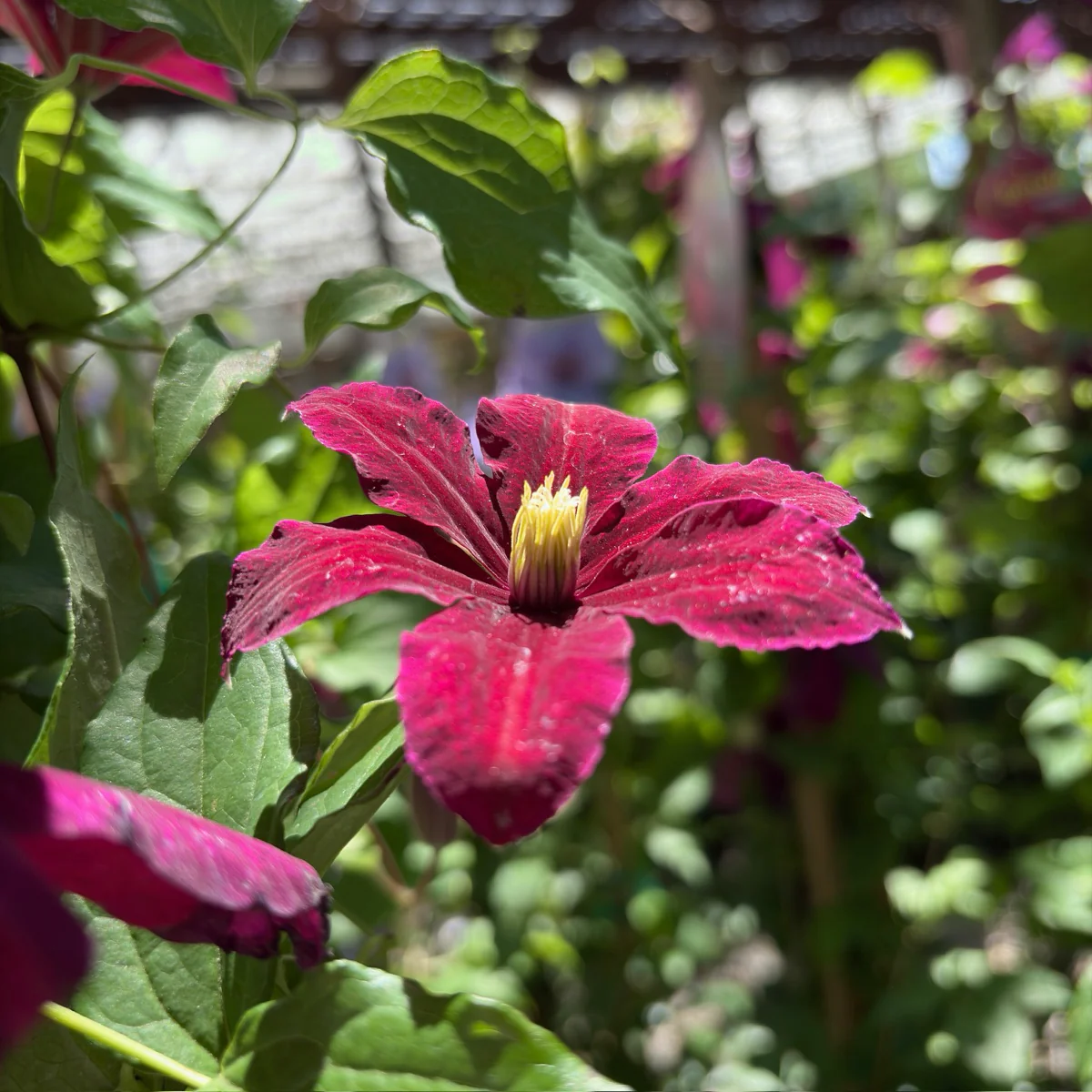 Niobe Clematis - Image 2