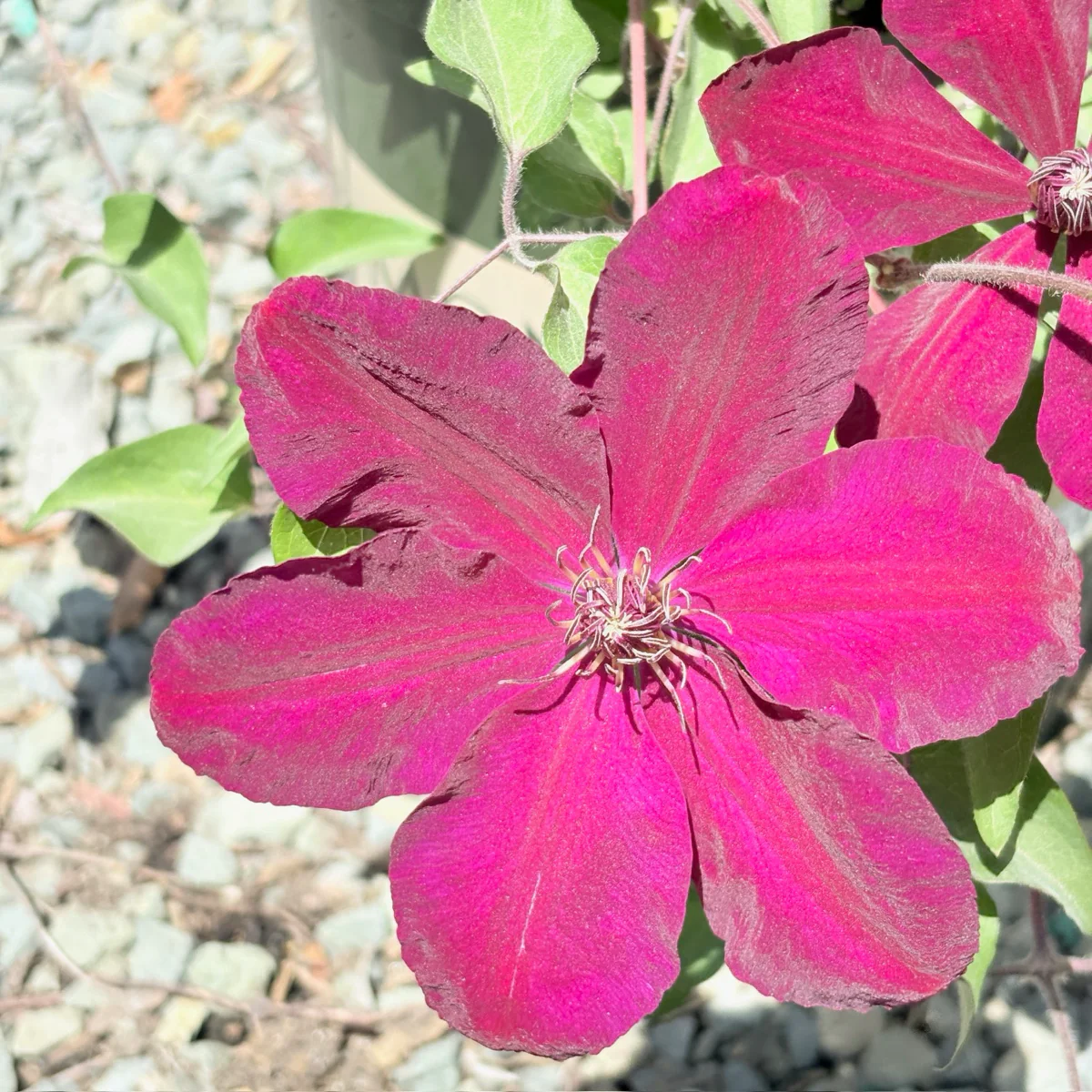 Niobe Clematis - Image 3