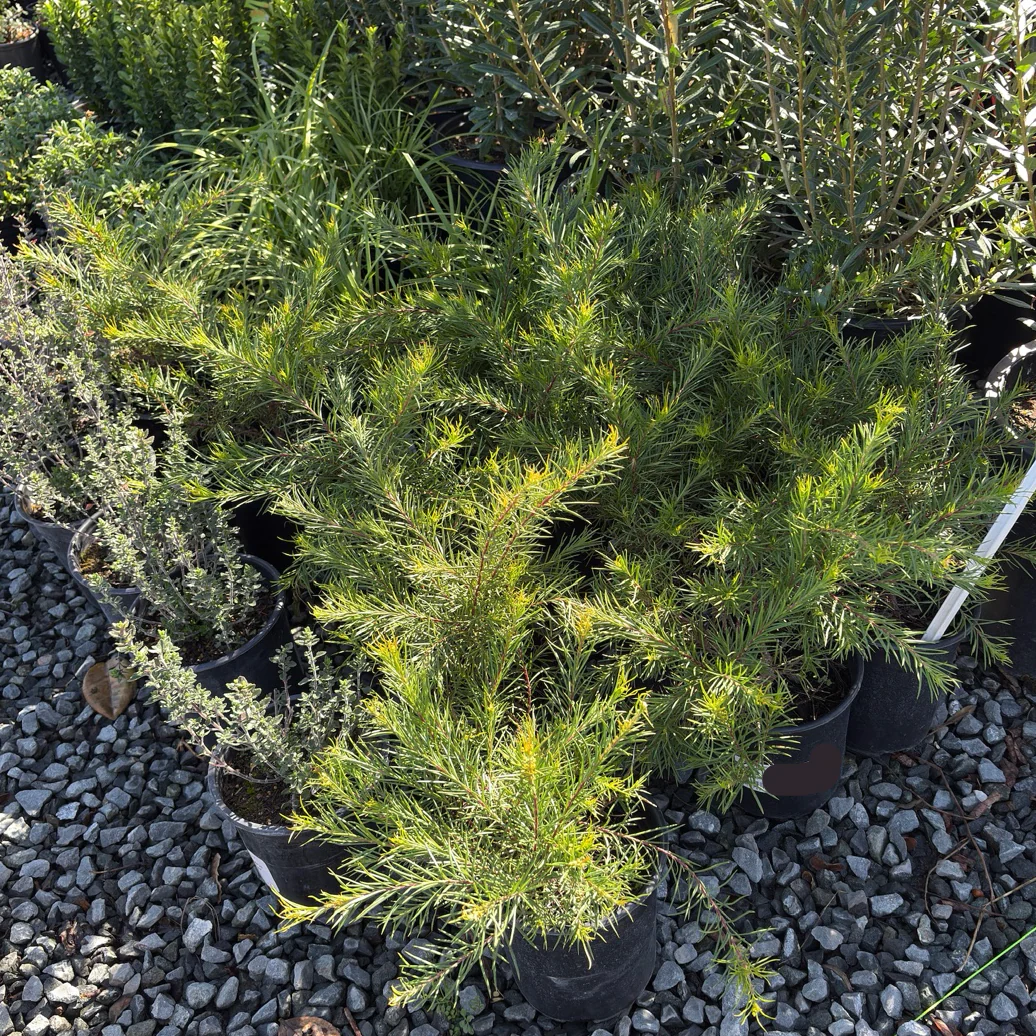 Noell Grevillea
