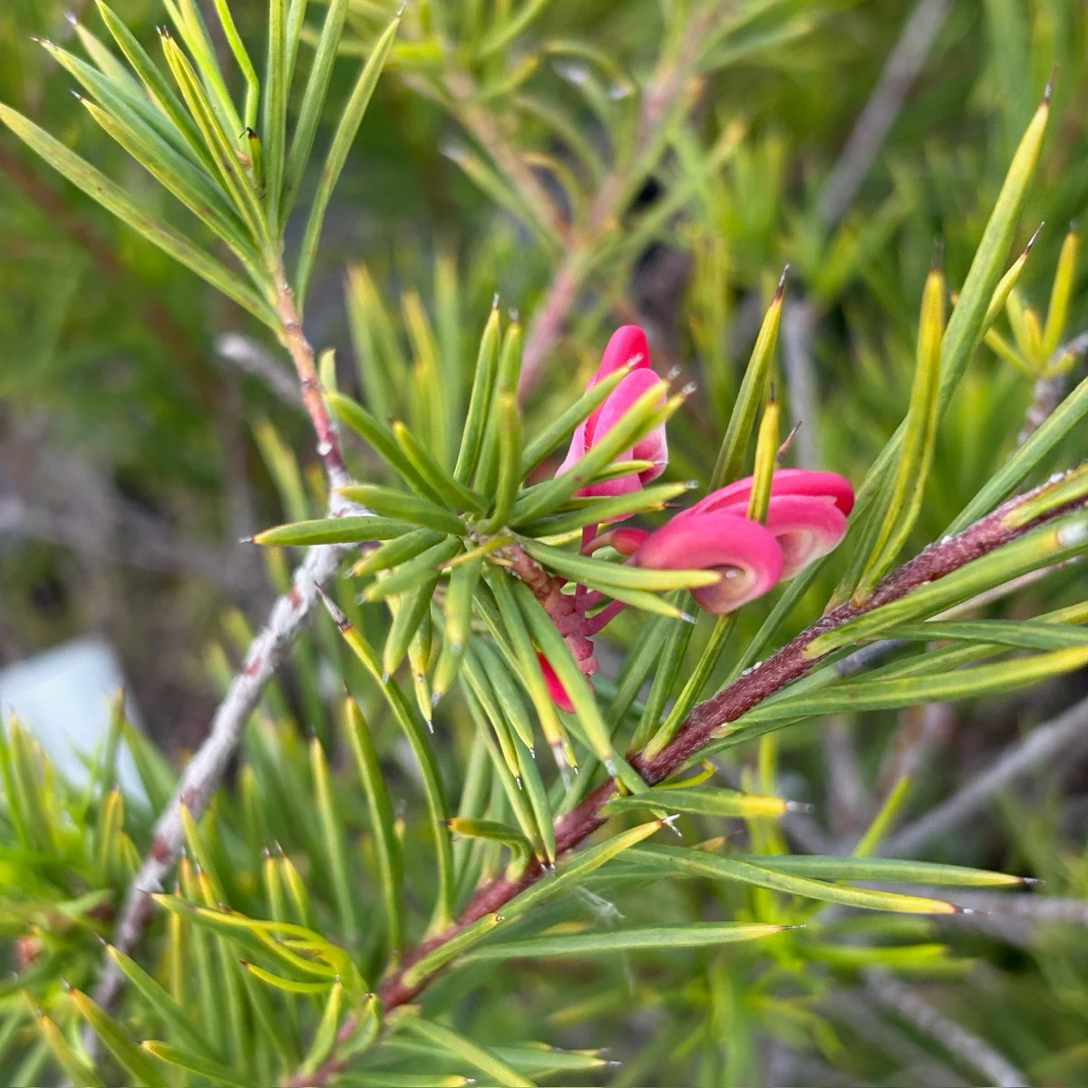 Noell Grevillea - Image 2